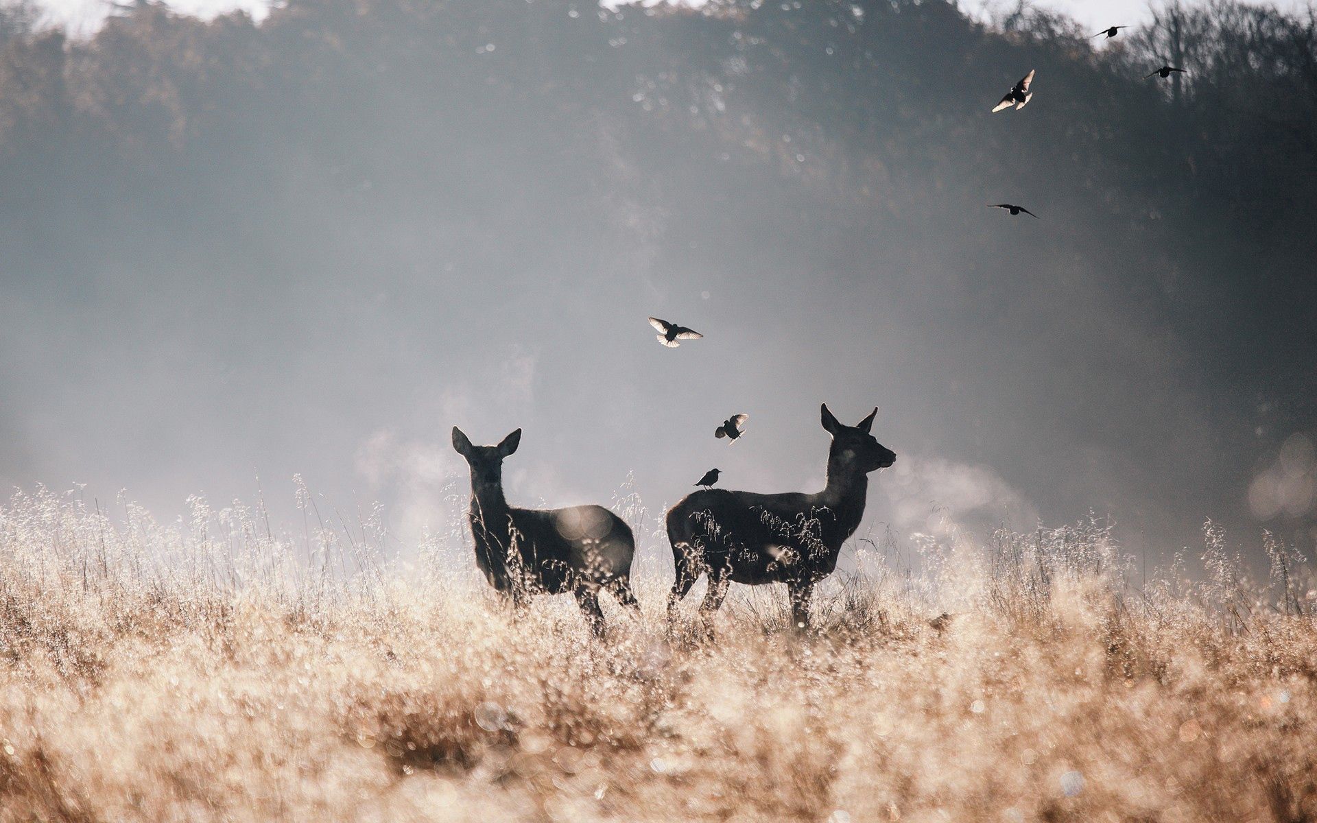 Free download wallpaper Animals, Birds, Deers, Flight, Fog, Field on your PC desktop
