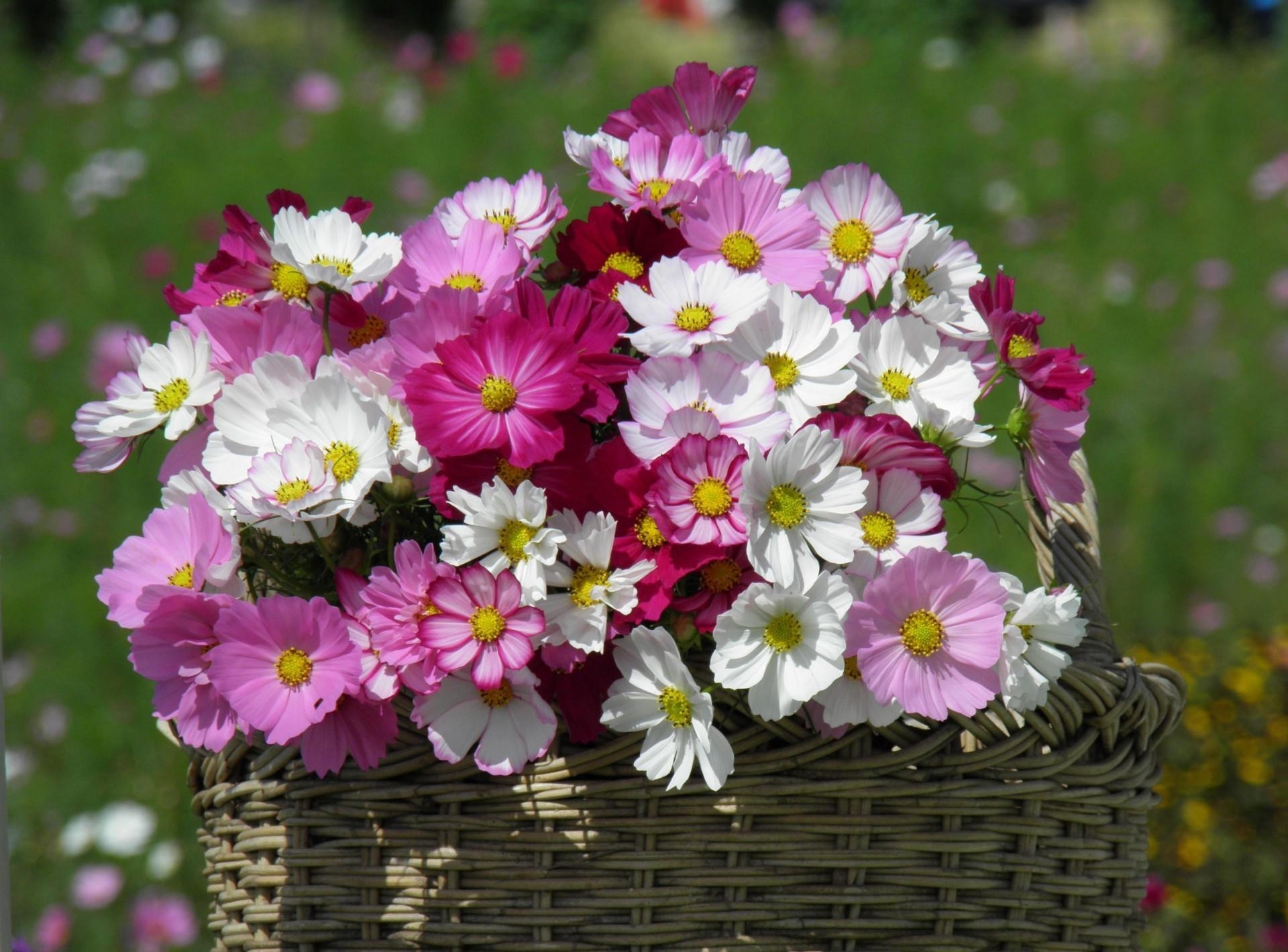 Free download wallpaper Flowers, Flower, Earth, Basket, Cosmos, White Flower, Pink Flower on your PC desktop