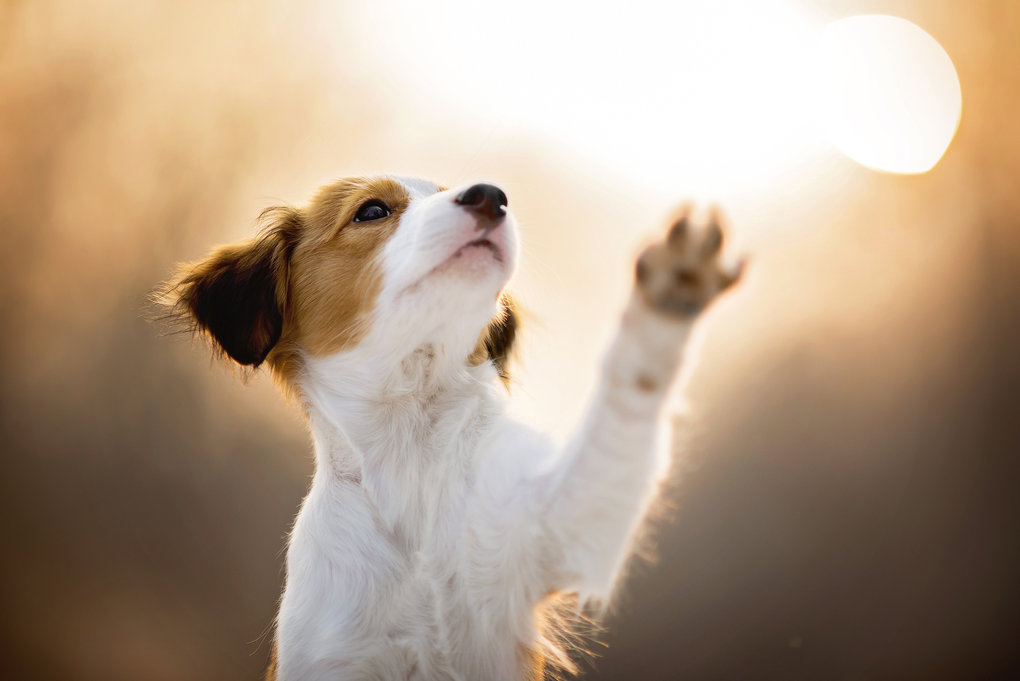 Free download wallpaper Dogs, Dog, Animal, Puppy, Sunny, Baby Animal on your PC desktop