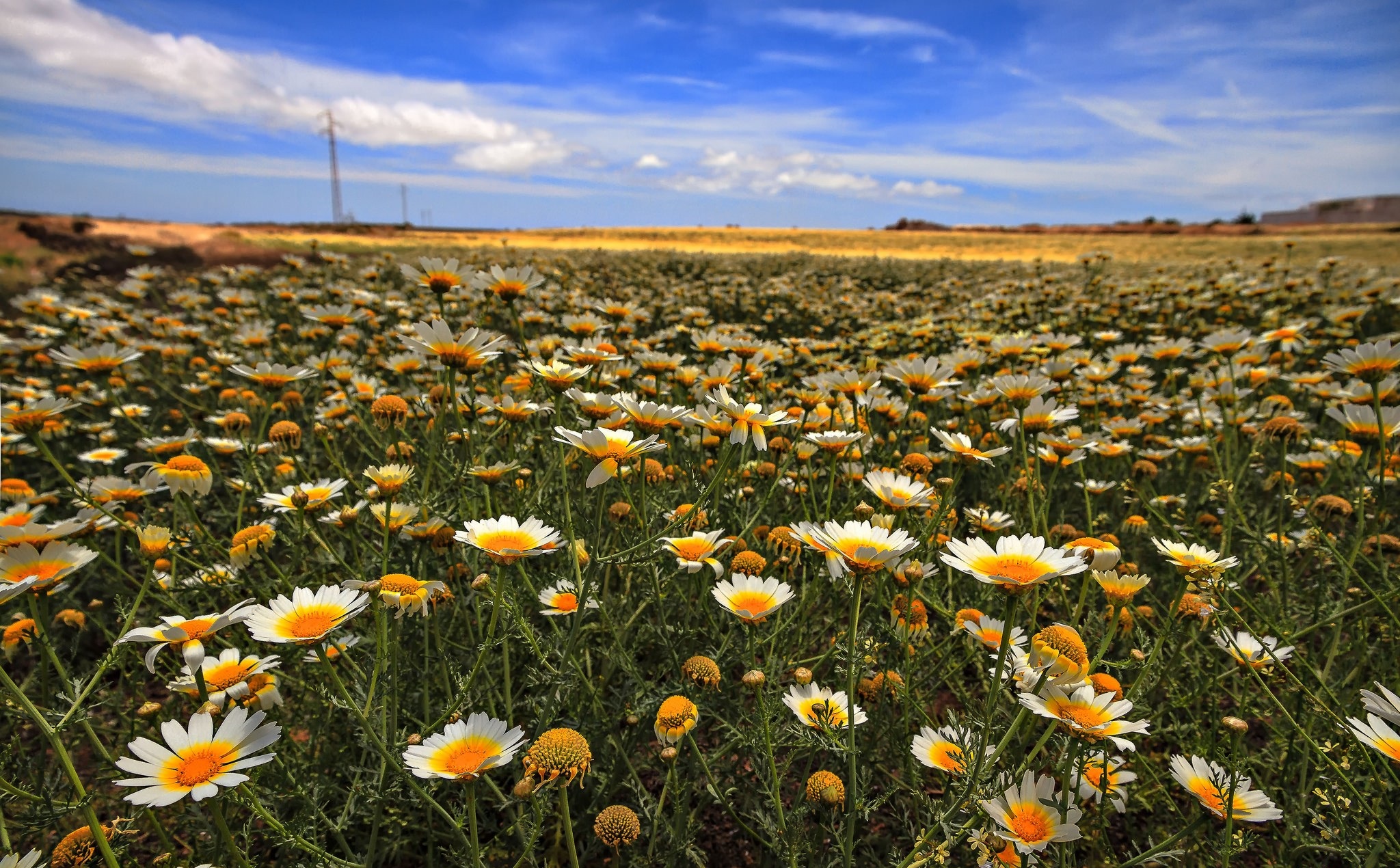 Download mobile wallpaper Earth, Chamomile for free.