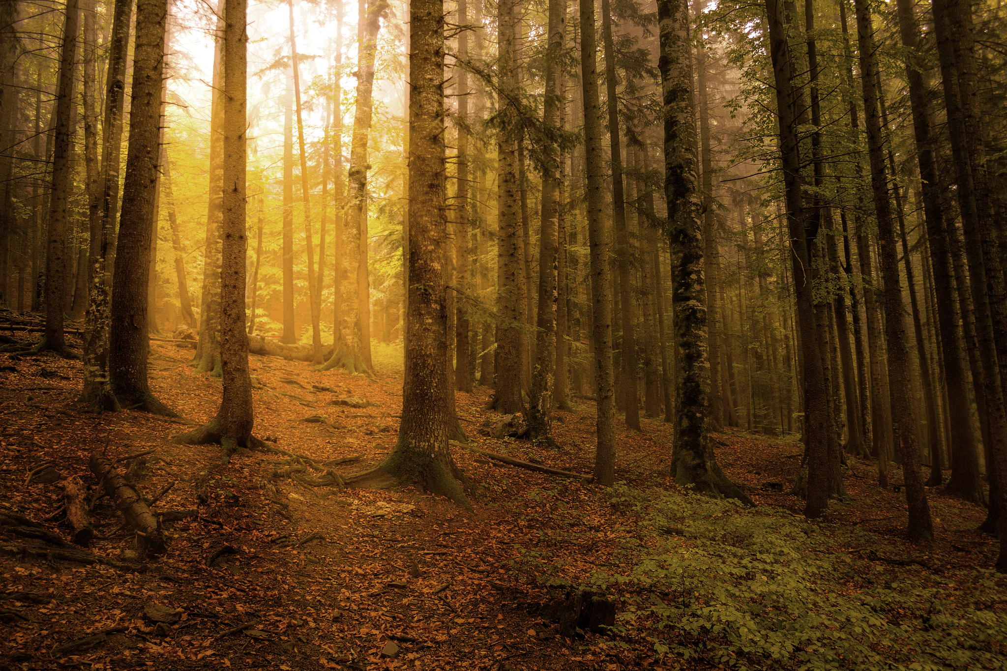 Descarga gratuita de fondo de pantalla para móvil de Naturaleza, Otoño, Bosque, Rayo De Sol, Tierra/naturaleza.