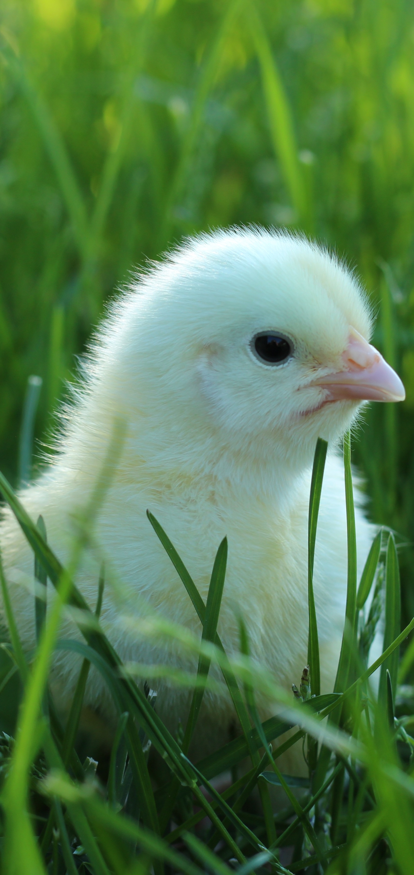 Free download wallpaper Birds, Grass, Bird, Animal, Chick, Chicken on your PC desktop