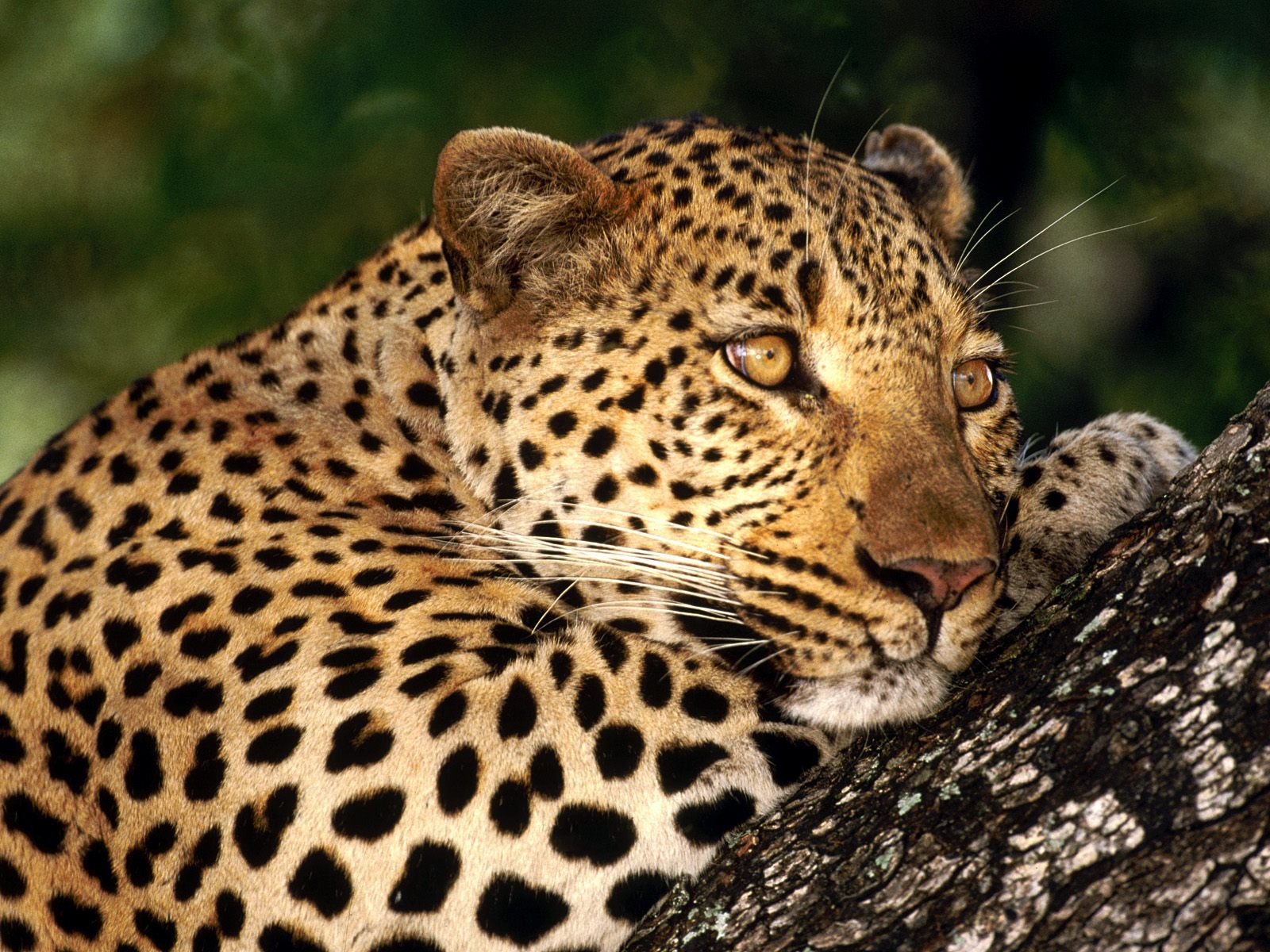 34273 baixar imagens animais, leopards - papéis de parede e protetores de tela gratuitamente