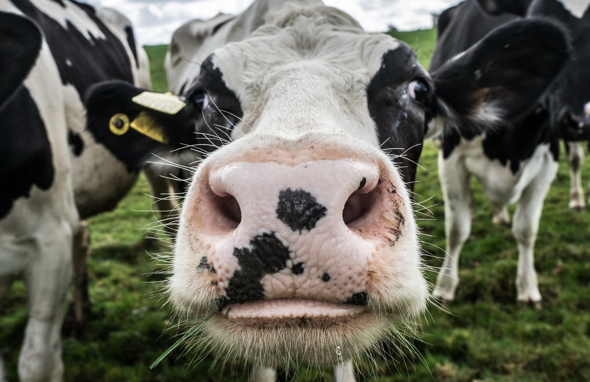 871060 descargar imagen vaca lechera, animales, vaca, de cerca: fondos de pantalla y protectores de pantalla gratis