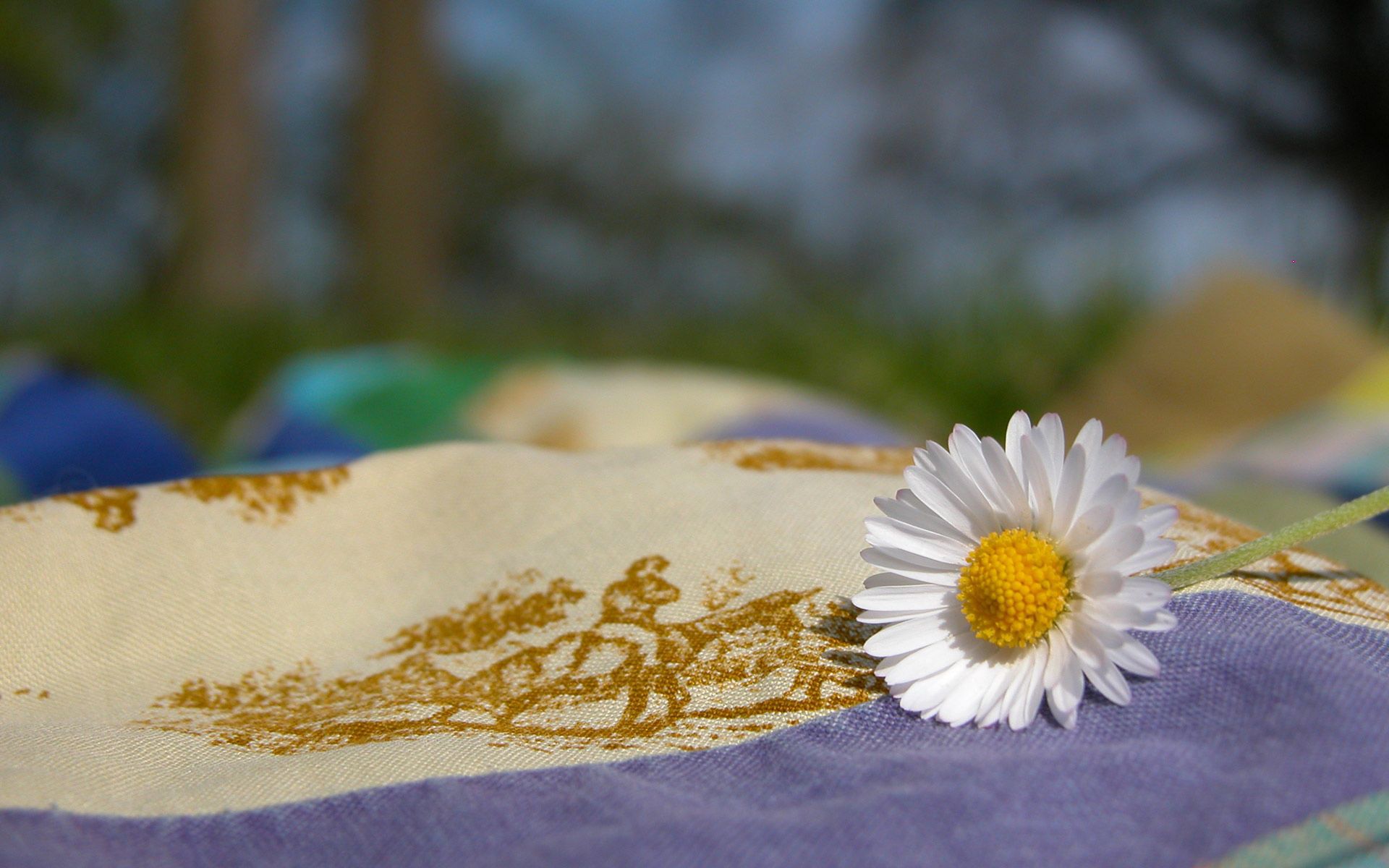 nature, flowers, camomile, flower, cloth, chamomile 1080p