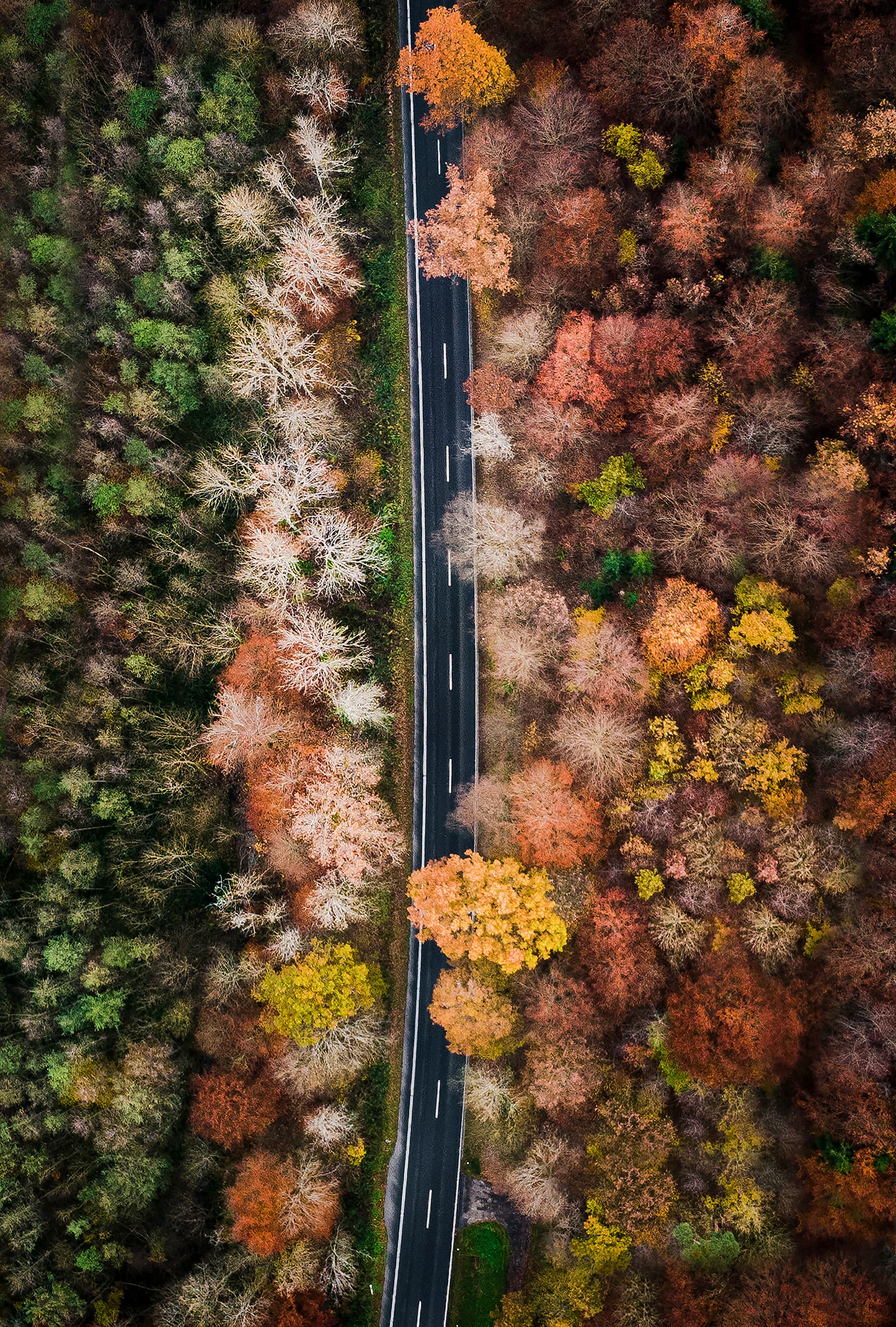 Free download wallpaper Trees, Top, Forest, View From Above, Road, Tops, Nature on your PC desktop