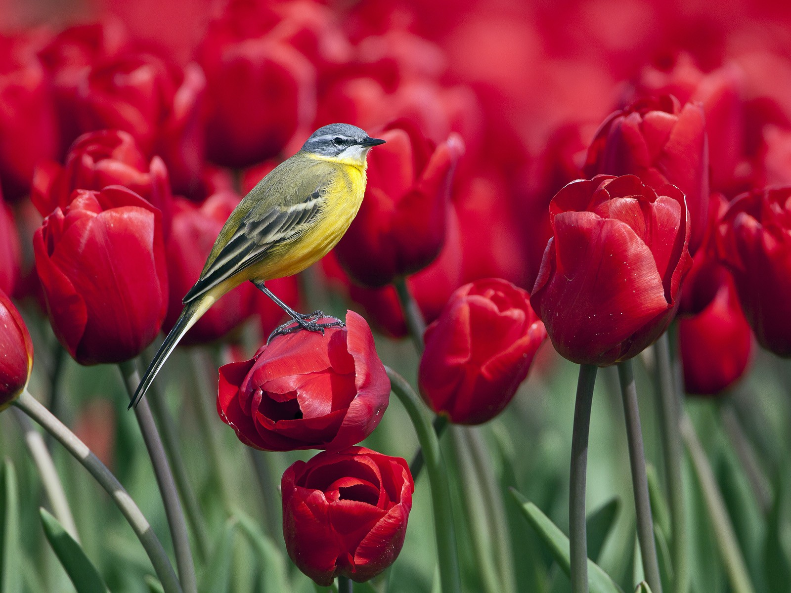 Laden Sie das Tiere, Vögel, Vogel-Bild kostenlos auf Ihren PC-Desktop herunter