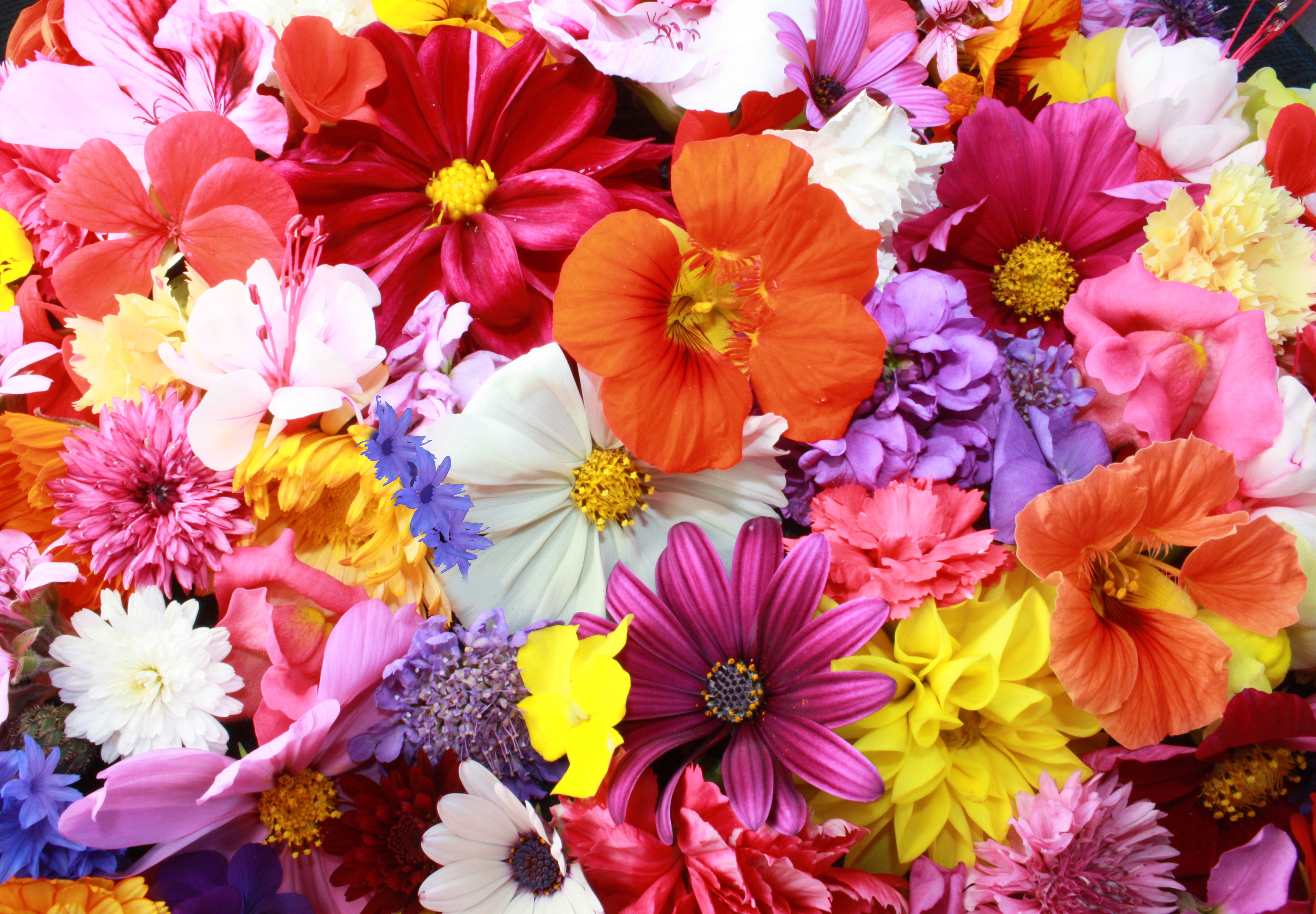 378790壁紙のダウンロード地球, 花, 菊, 閉じる, カラフル, 色, デイジー, ガーベラ, オレンジフラワー, ピンクの花, 紫色の花, 赤い花, 白い花, 黄色い花, フラワーズ-スクリーンセーバーと写真を無料で