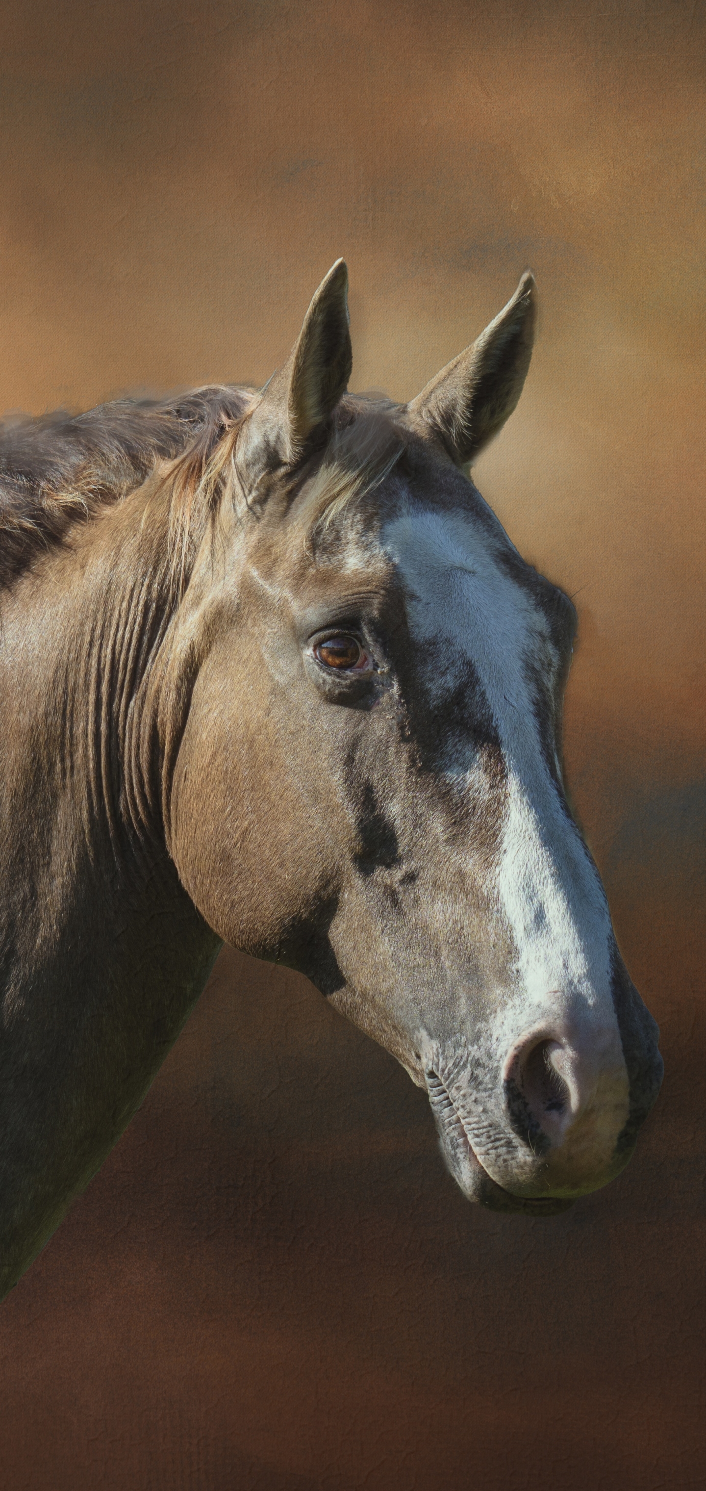 Descarga gratuita de fondo de pantalla para móvil de Animales, Caballo.