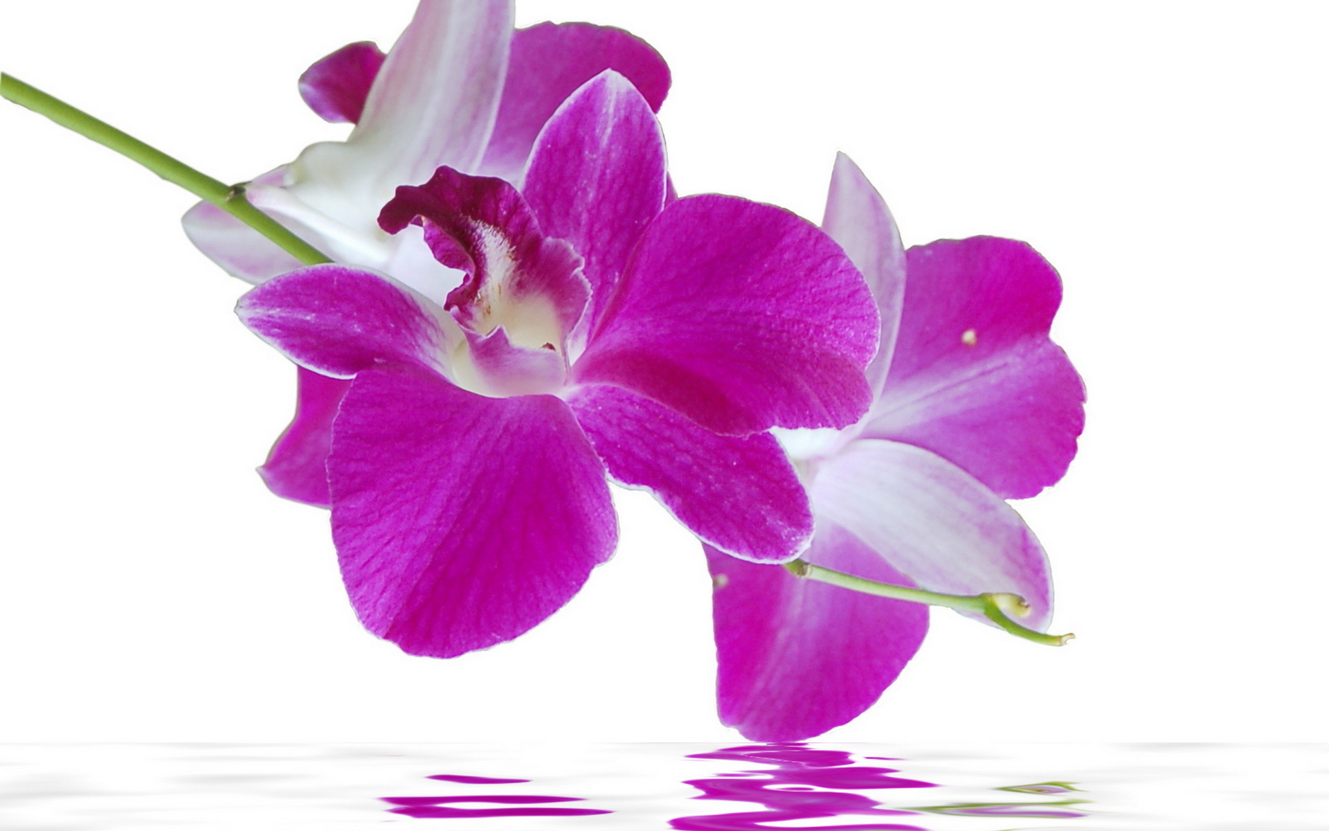 Скачать обои бесплатно Орхидея, Земля/природа, Флауэрсы картинка на рабочий стол ПК
