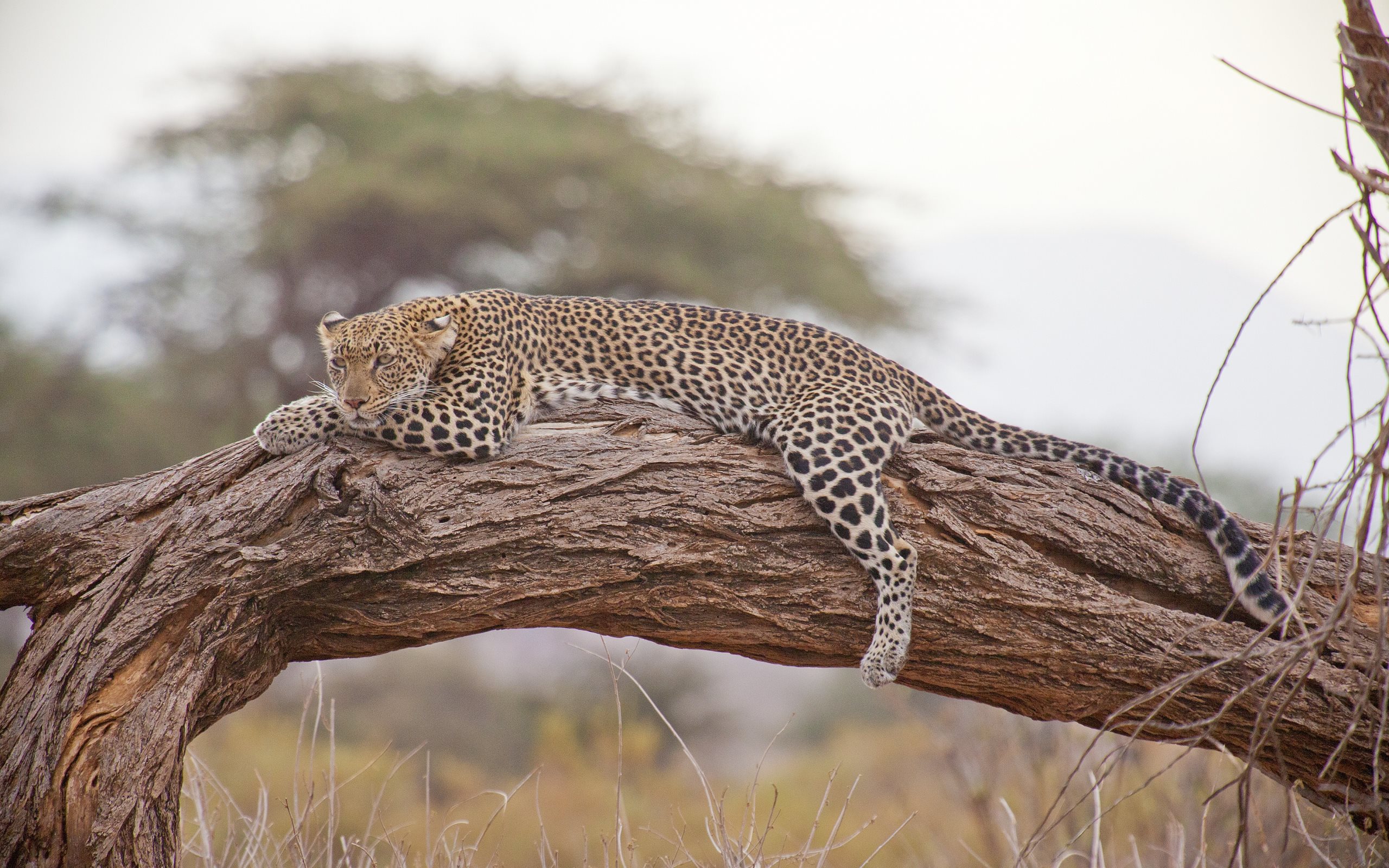 Скачать обои бесплатно Животные, Кот, Леопард, Африка, Кошки картинка на рабочий стол ПК