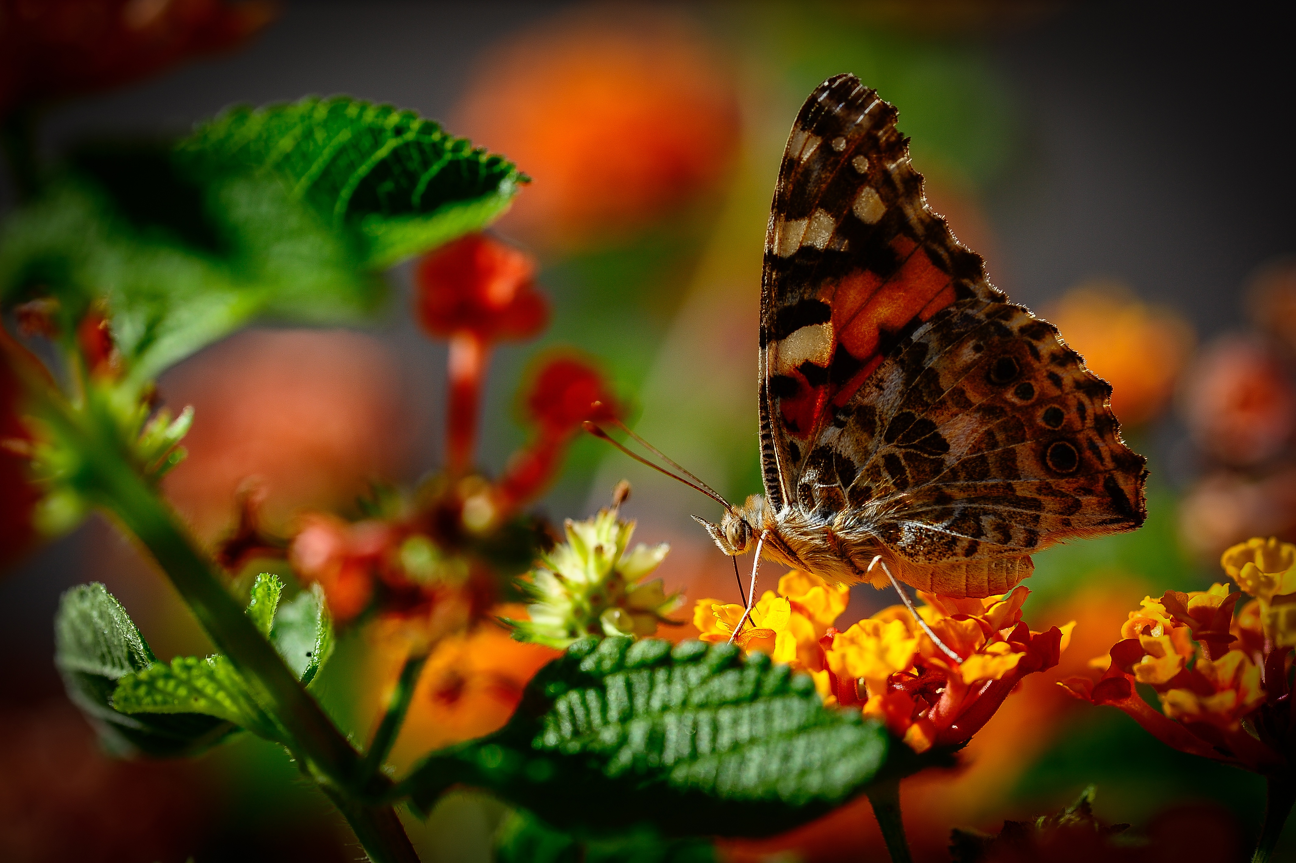 Handy-Wallpaper Tiere, Schmetterlinge, Blume, Makro, Insekt kostenlos herunterladen.