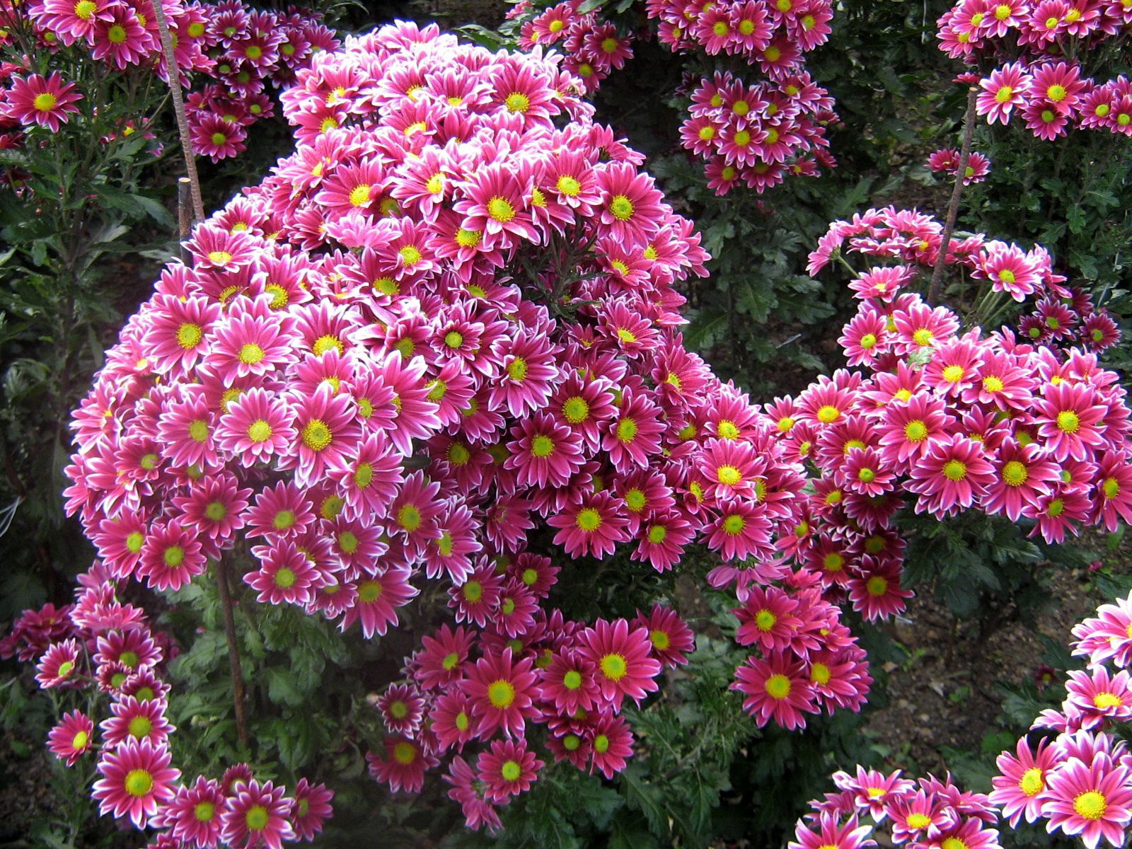 Handy-Wallpaper Chrysantheme, Garten, Grünen, Blumen, Grüne kostenlos herunterladen.