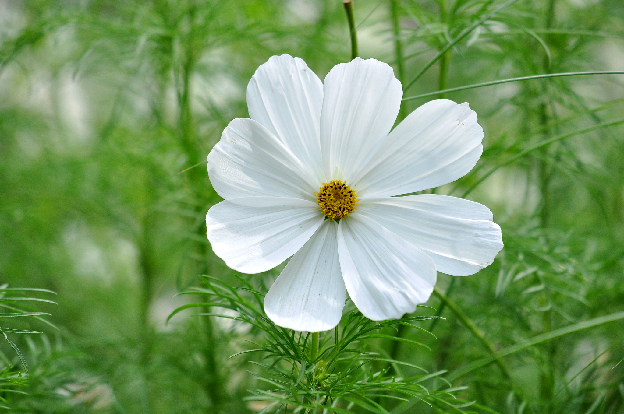 Baixe gratuitamente a imagem Flores, Grama, Flor, Cosmos, Flor Branca, Terra/natureza na área de trabalho do seu PC