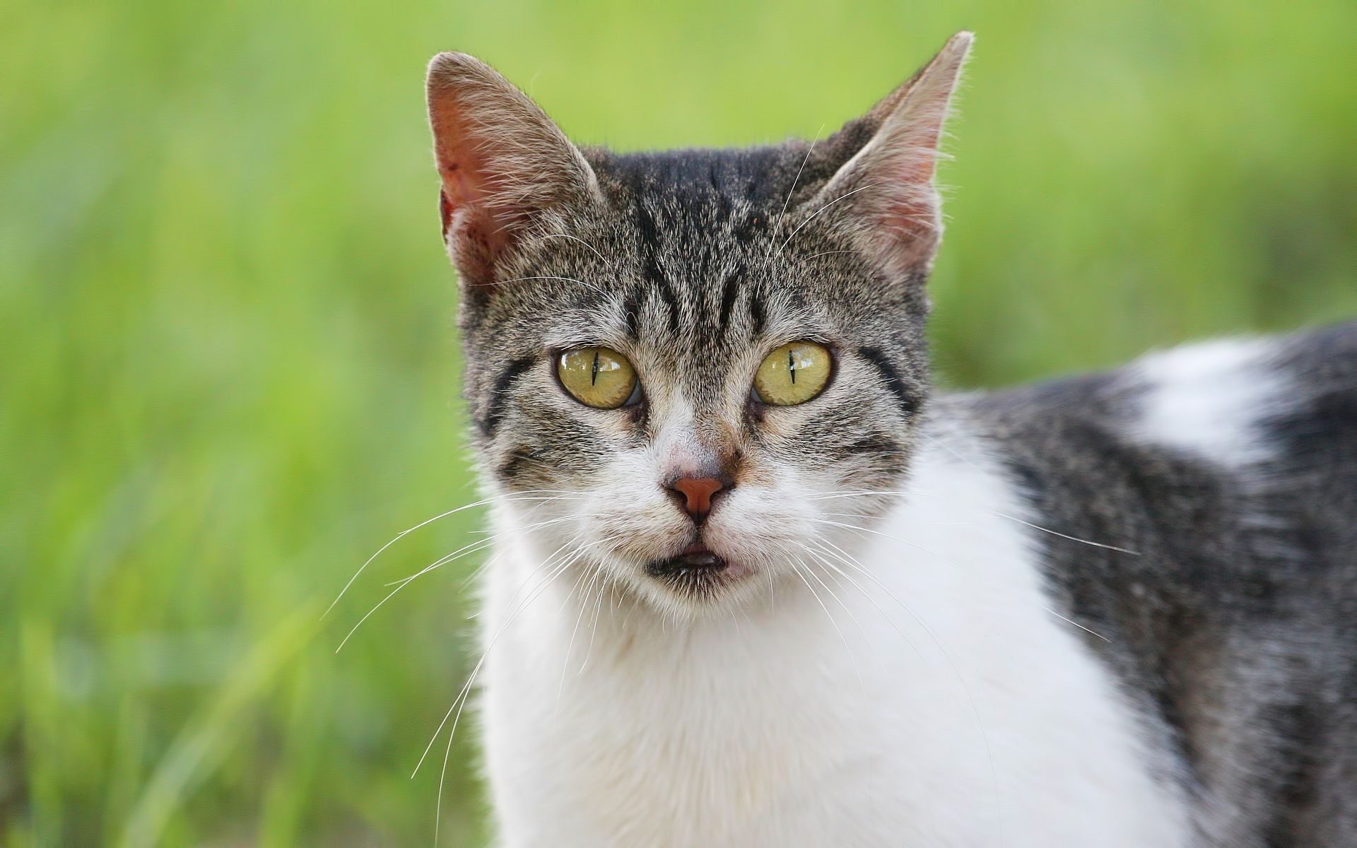 Descarga gratuita de fondo de pantalla para móvil de Animales, Gatos, Gato.