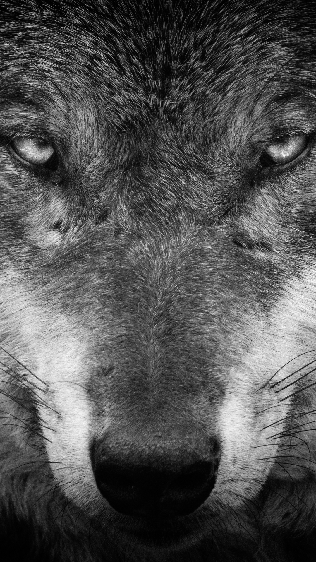 Handy-Wallpaper Tiere, Wolf, Schwarz Weiß, Schwarz Weiss, Starren, Wolves kostenlos herunterladen.