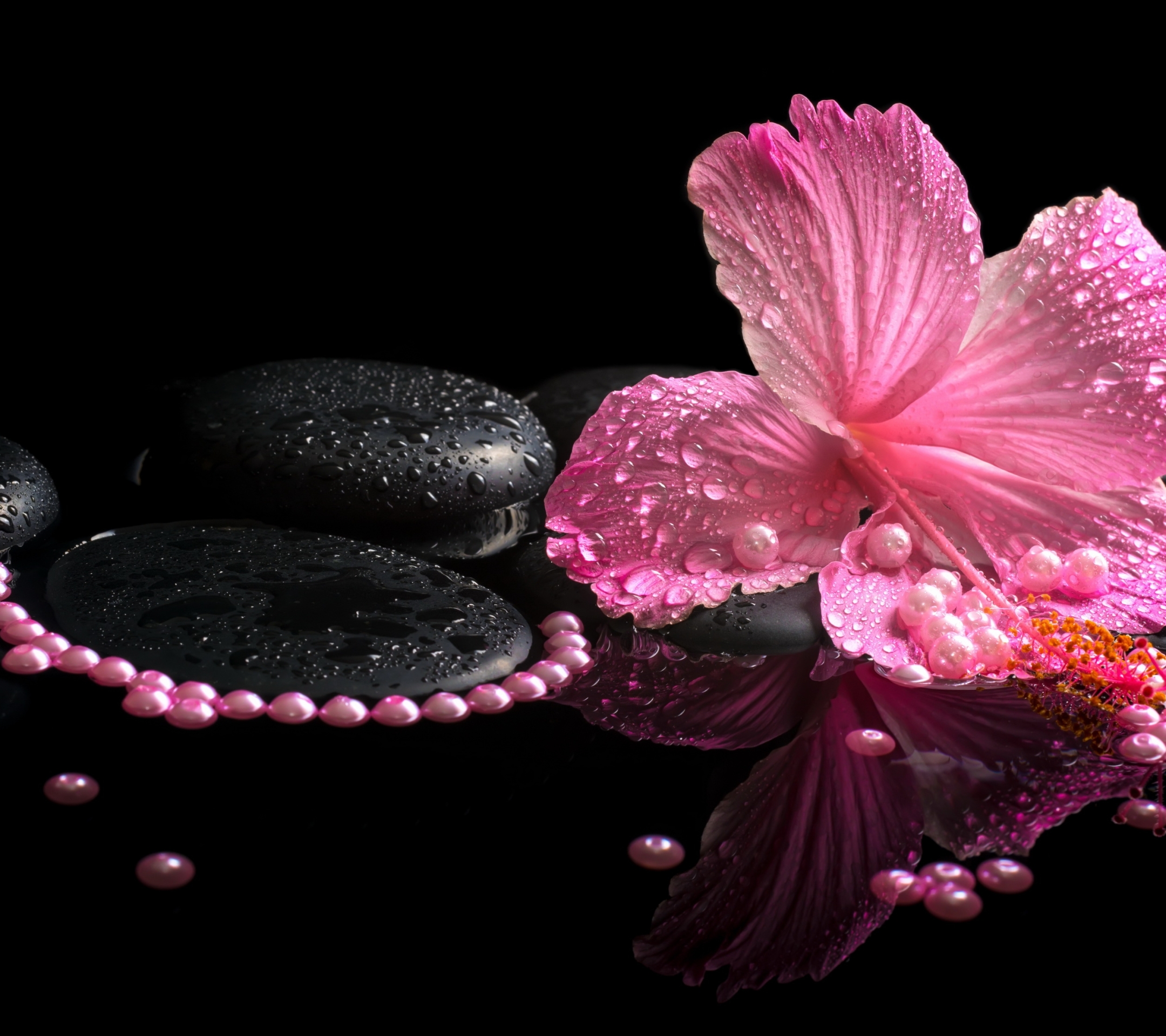 Download mobile wallpaper Still Life, Reflection, Flower, Close Up, Stone, Pearl, Hibiscus, Photography, Pink Flower for free.