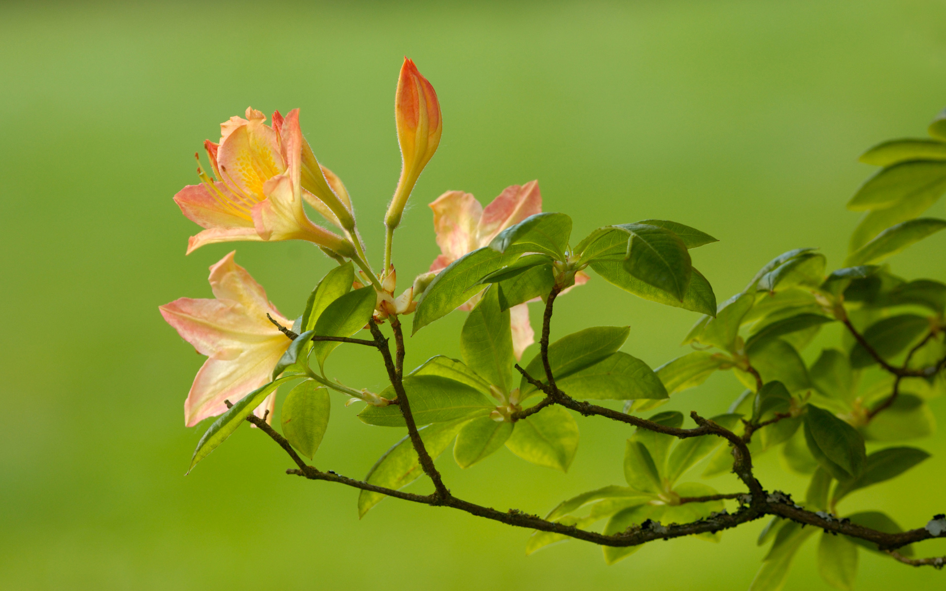 Download mobile wallpaper Blossom, Flowers, Earth for free.