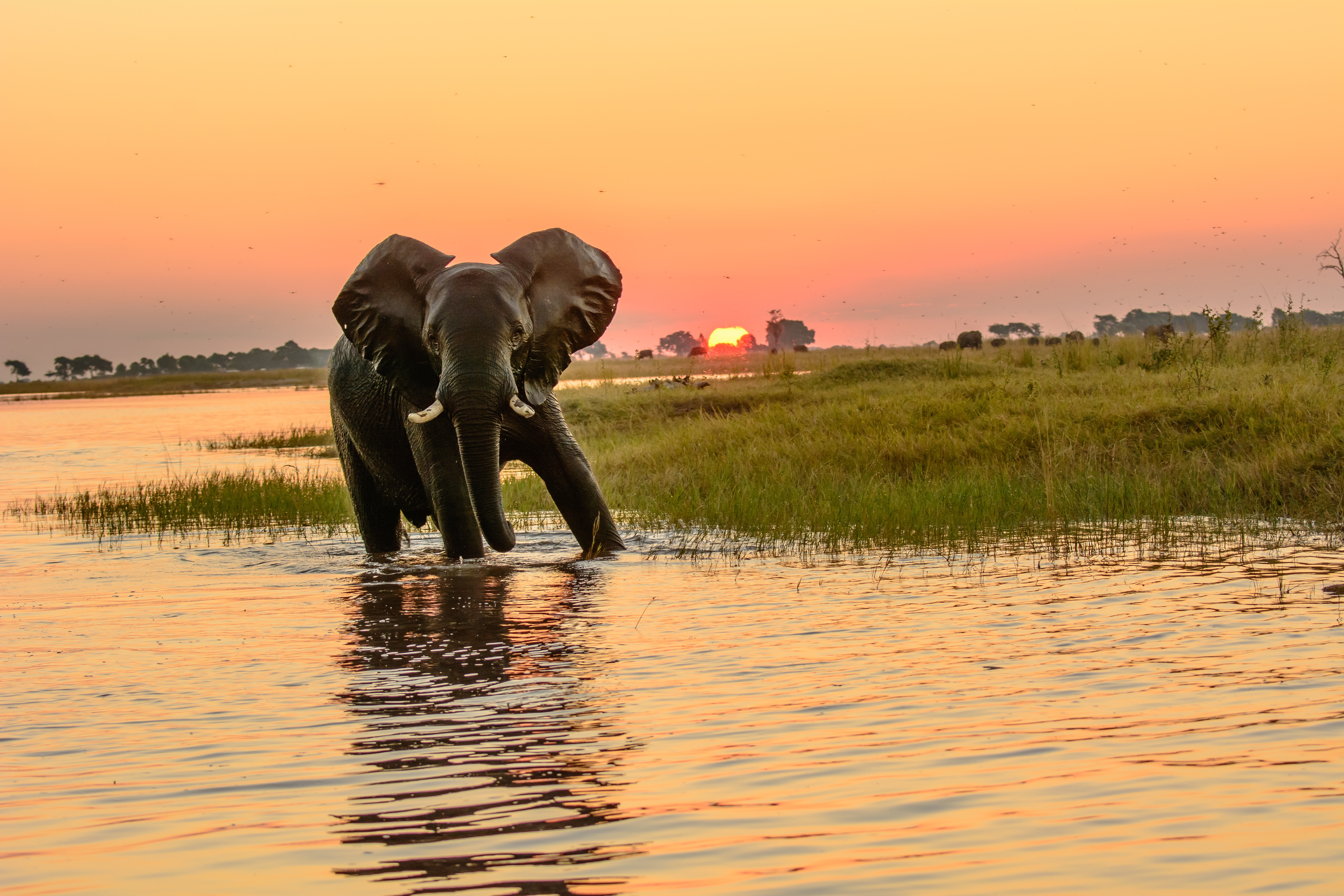 Скачать обои бесплатно Животные, Слоны, Африканский Слон, Восход Солнца картинка на рабочий стол ПК