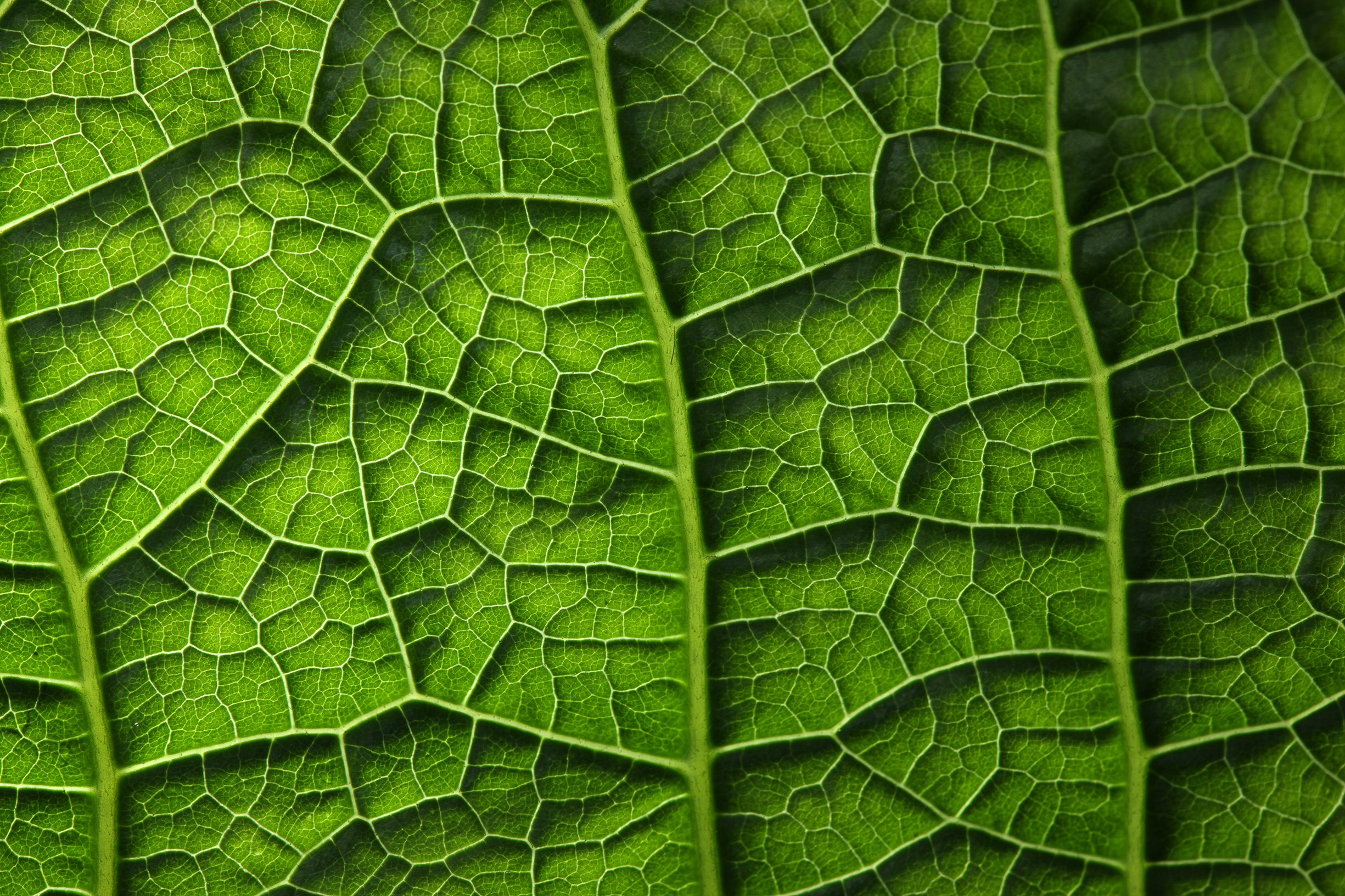 Download mobile wallpaper Plant, Macro, Leaf, Earth for free.