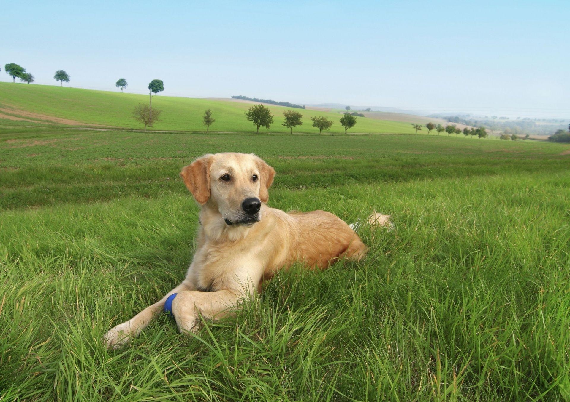 Free download wallpaper Grass, To Lie Down, Lie, Animals, Trees, Labrador, Dog on your PC desktop