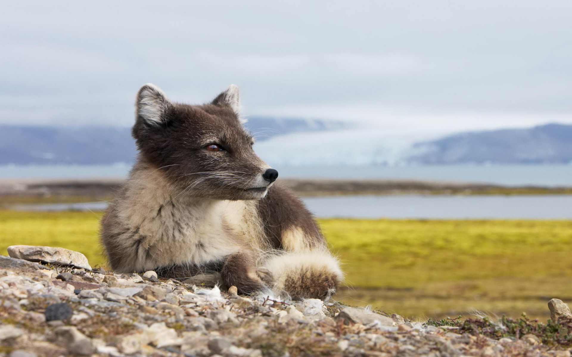 294130 baixar papel de parede animais, raposa do ártico, cães - protetores de tela e imagens gratuitamente
