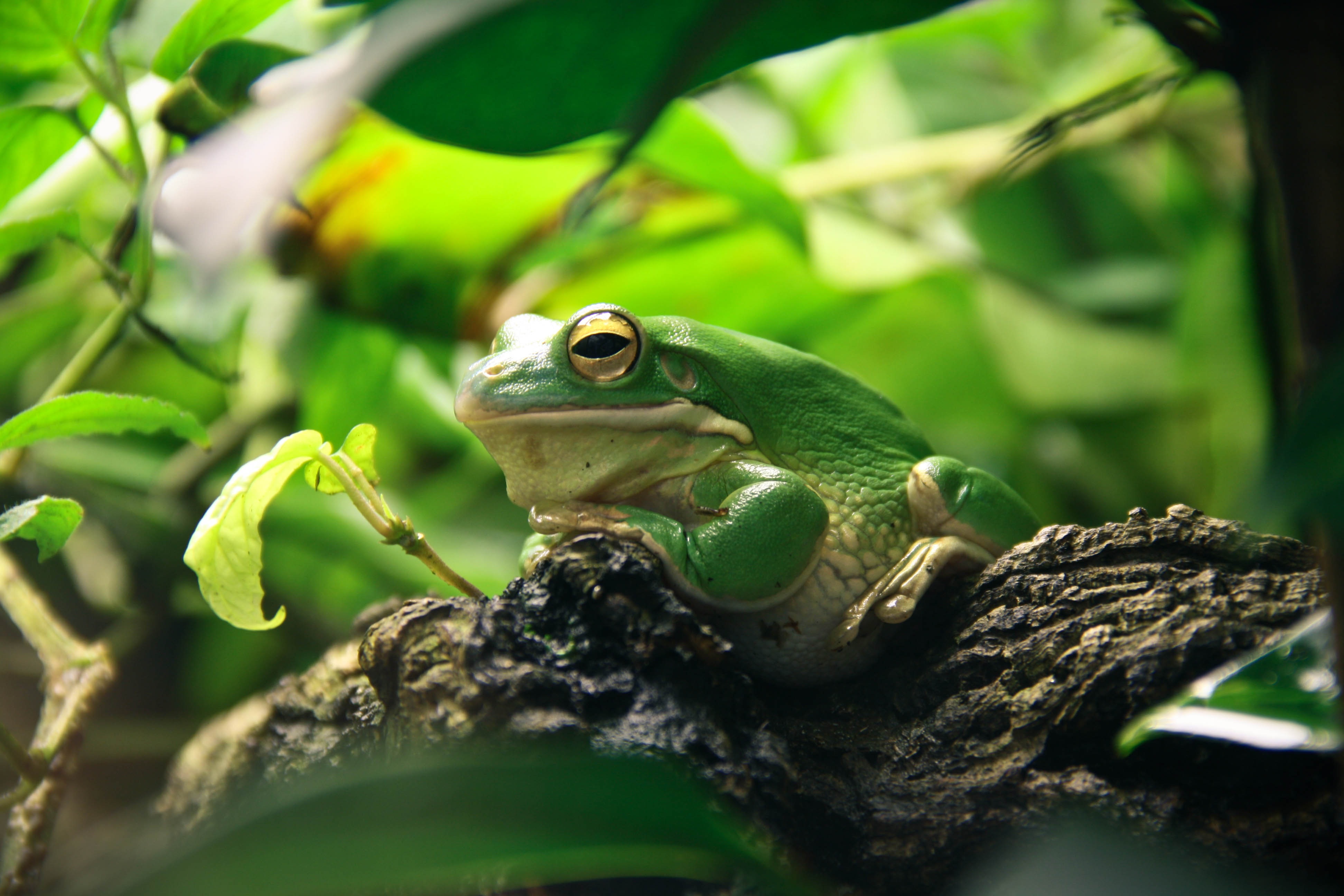 animal, white lipped tree frog, amphibian, frog, green, frogs