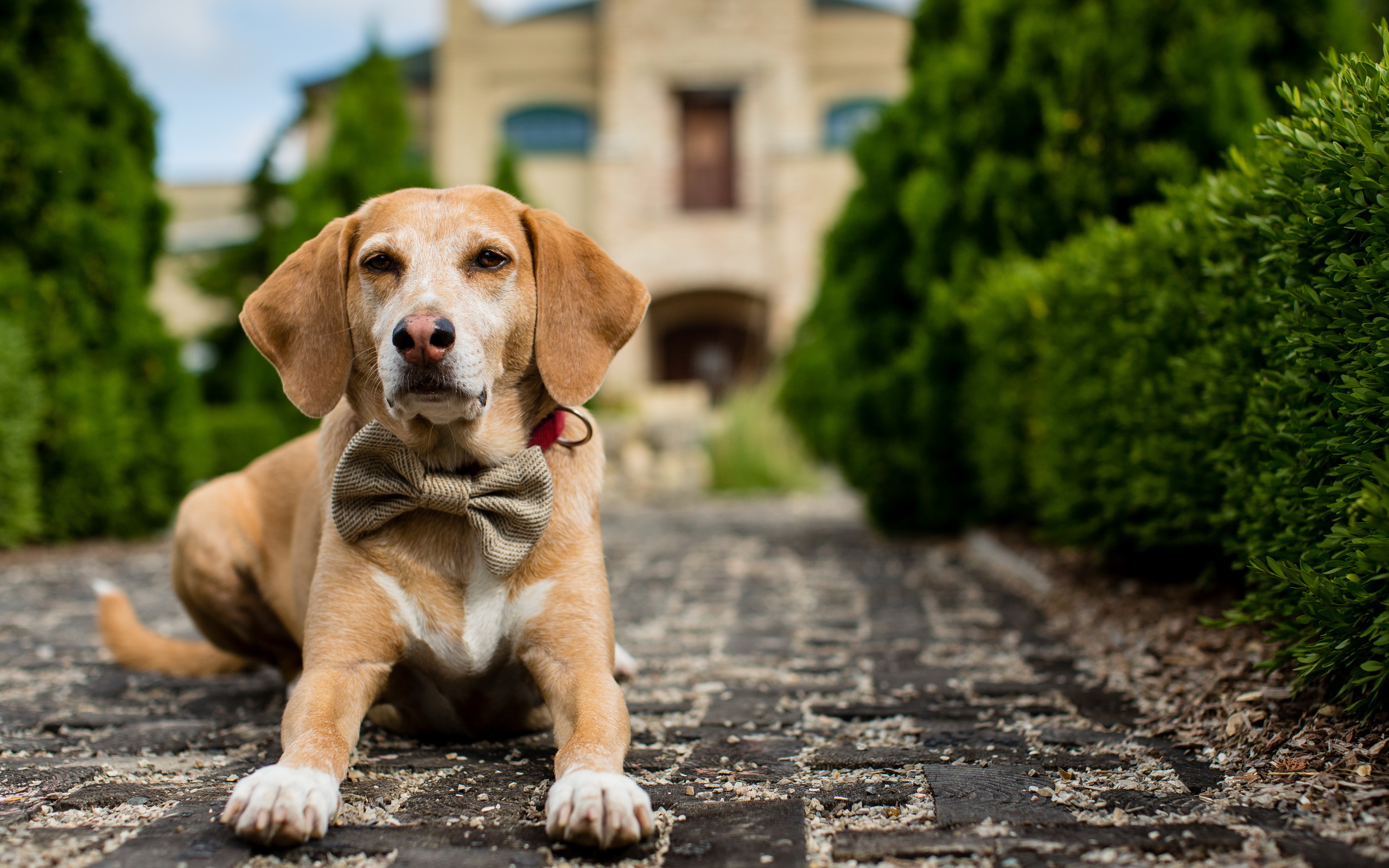 Baixar papel de parede para celular de Cães, Cão, Animais gratuito.