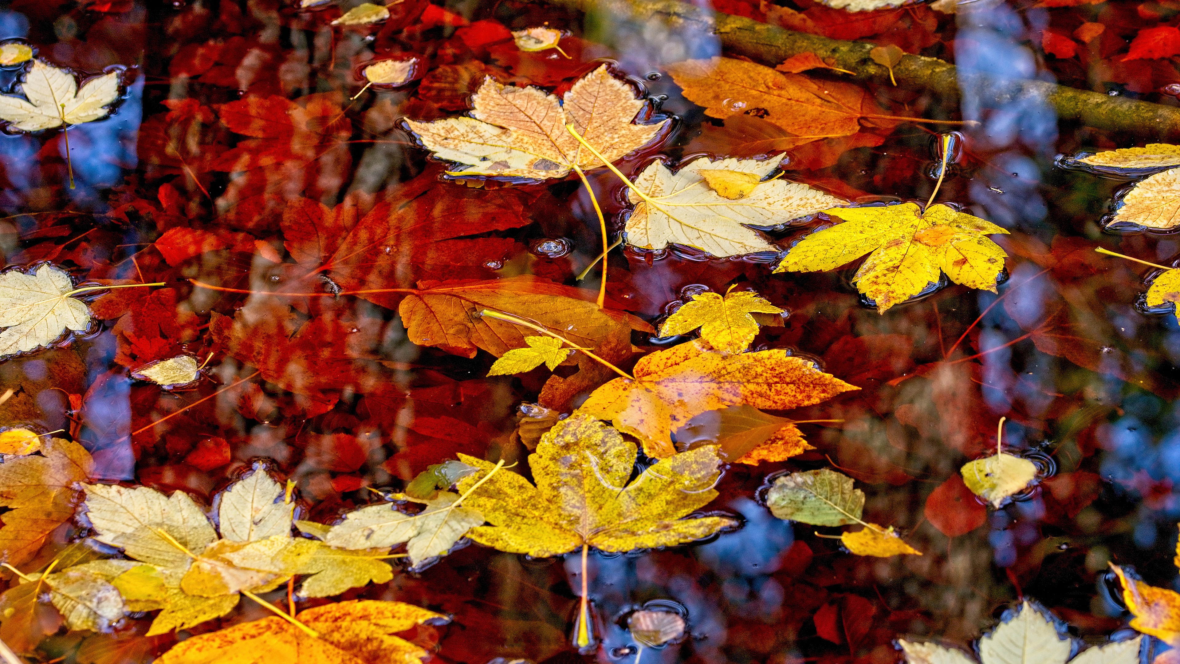 Download mobile wallpaper Water, Leaf, Fall, Earth, Maple Leaf for free.