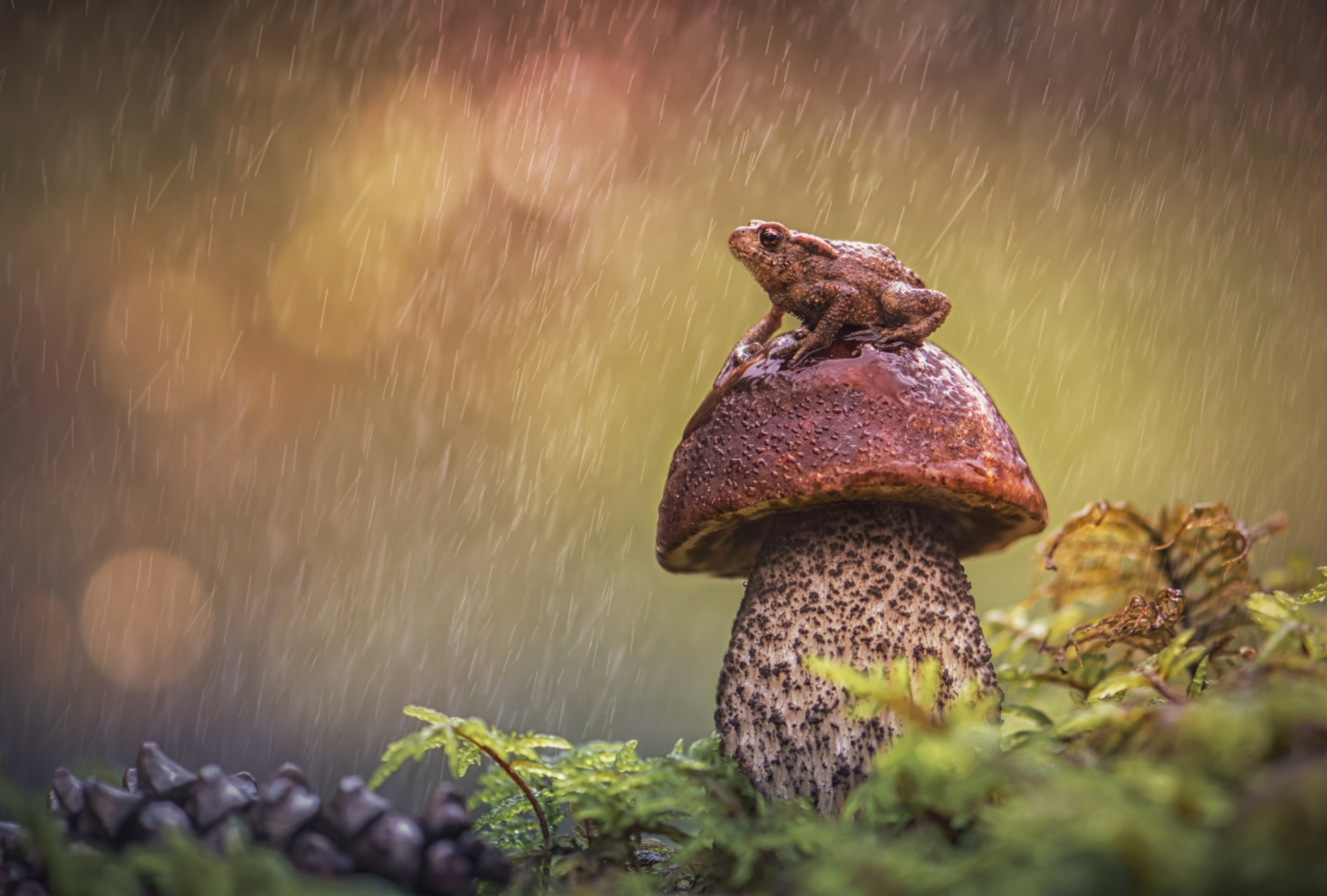 Laden Sie das Tiere, Regen, Frösche, Pilz, Frosch, Amphibie-Bild kostenlos auf Ihren PC-Desktop herunter