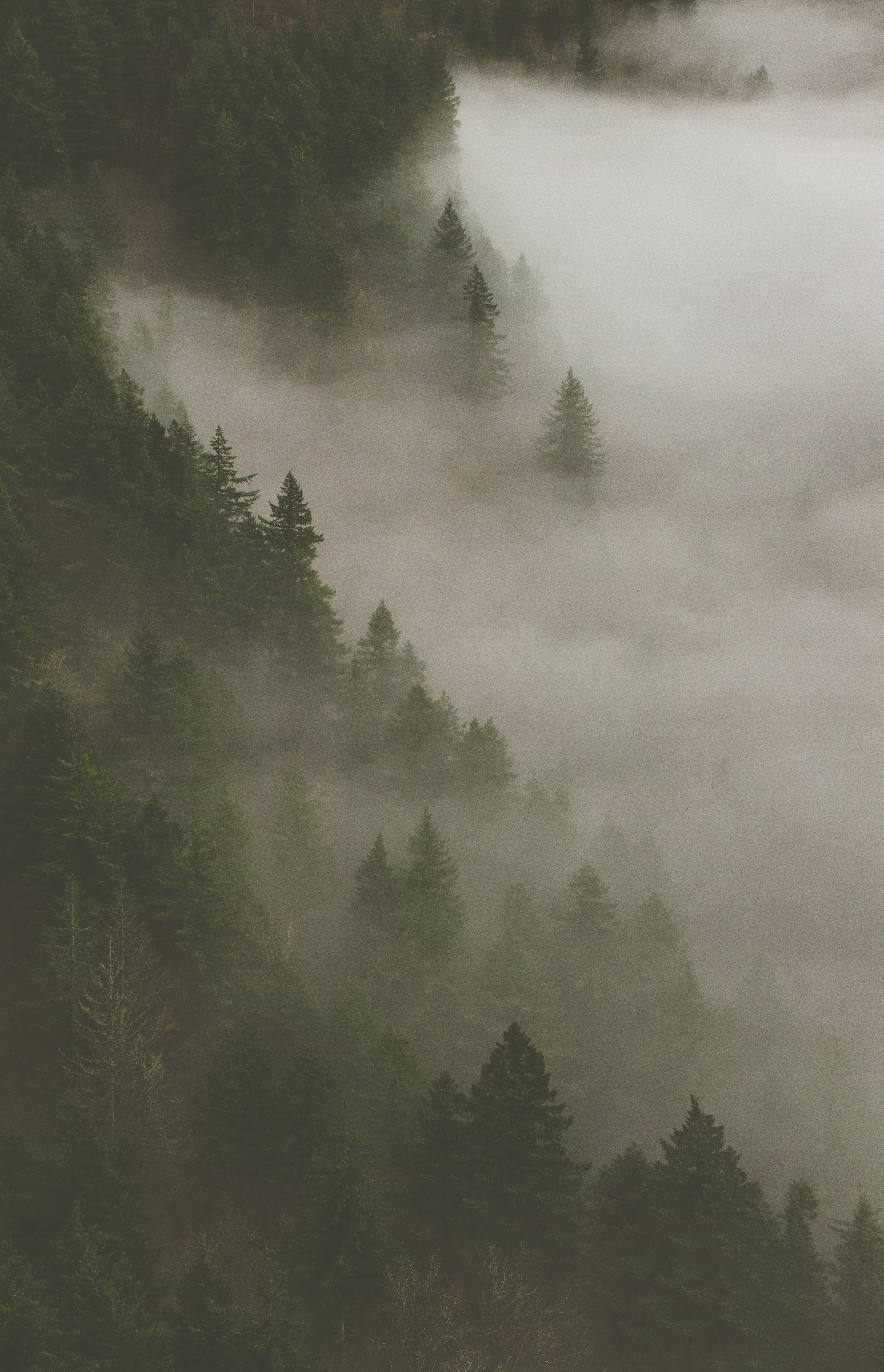 Скачать картинку Туман, Деревья, Лес, Дым, Природа в телефон бесплатно.