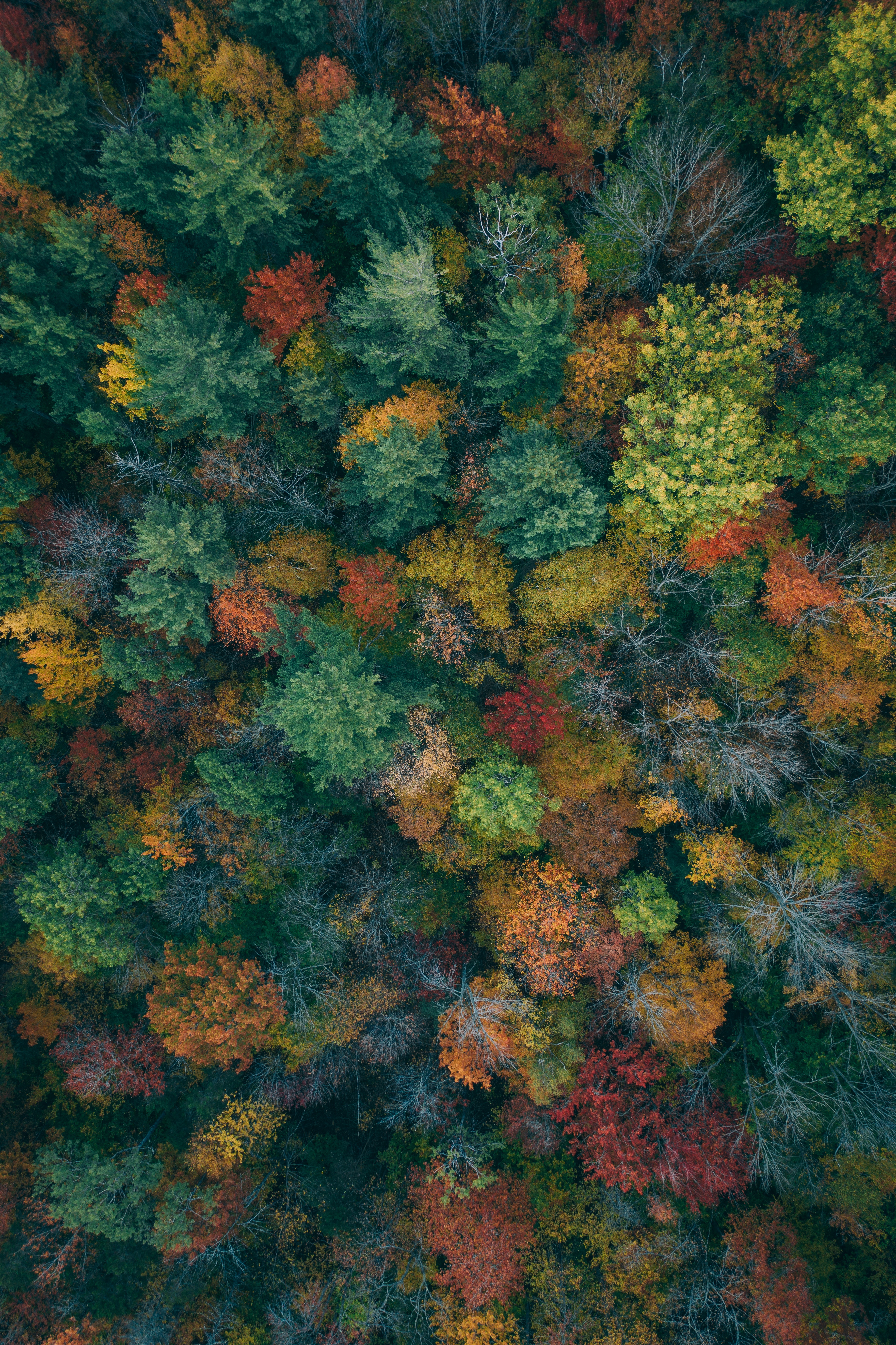 75176 скачать картинку красочный, вид сверху, осень, краски осени, деревья, природа, лес - обои и заставки бесплатно