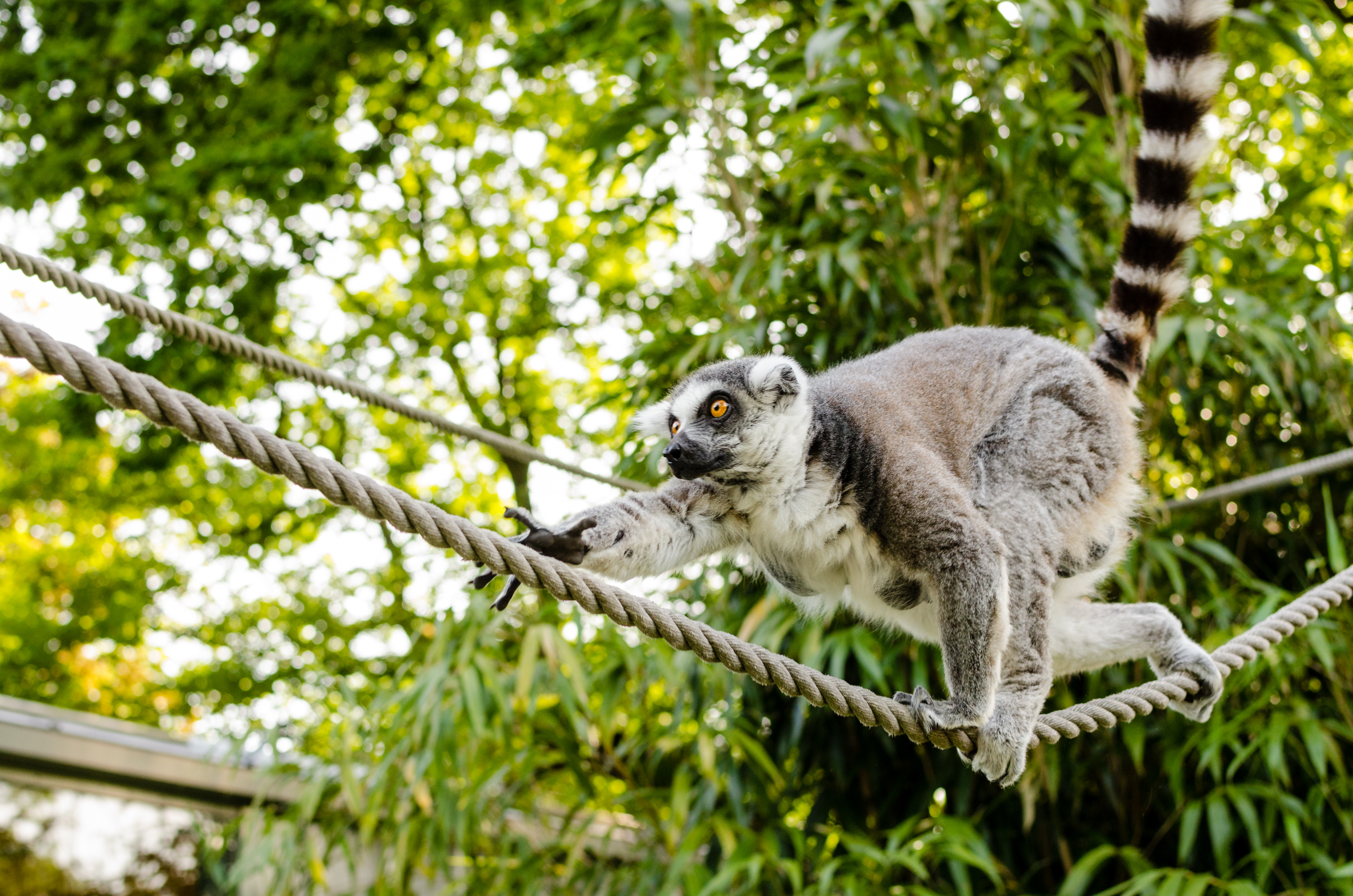 Baixar papel de parede para celular de Animais, Macacos, Macaco, Lêmure, Primata gratuito.