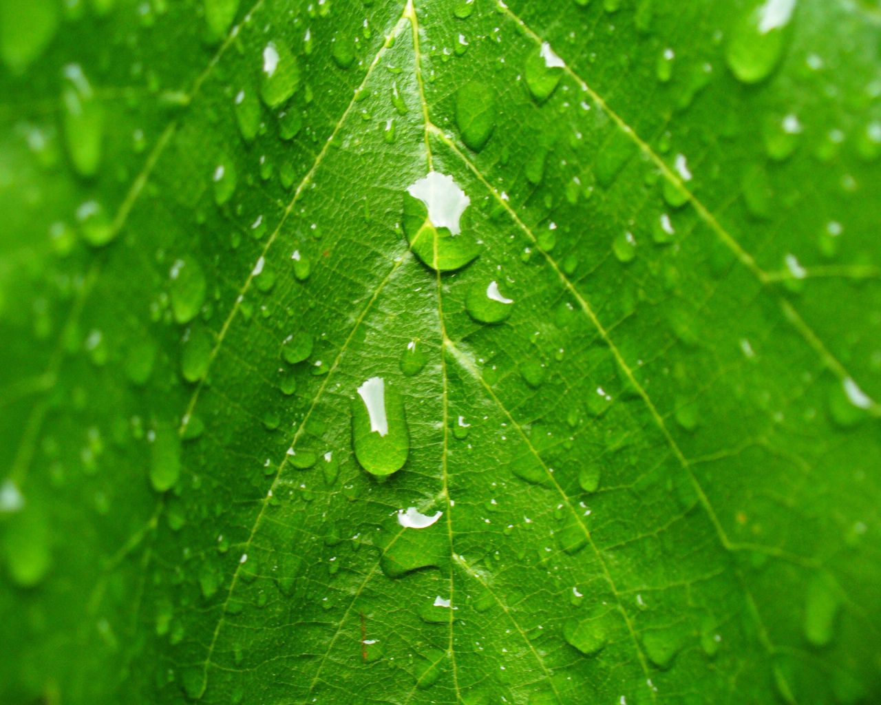 Download mobile wallpaper Grass, Sheet, Leaf, Macro, Drops, Plant for free.