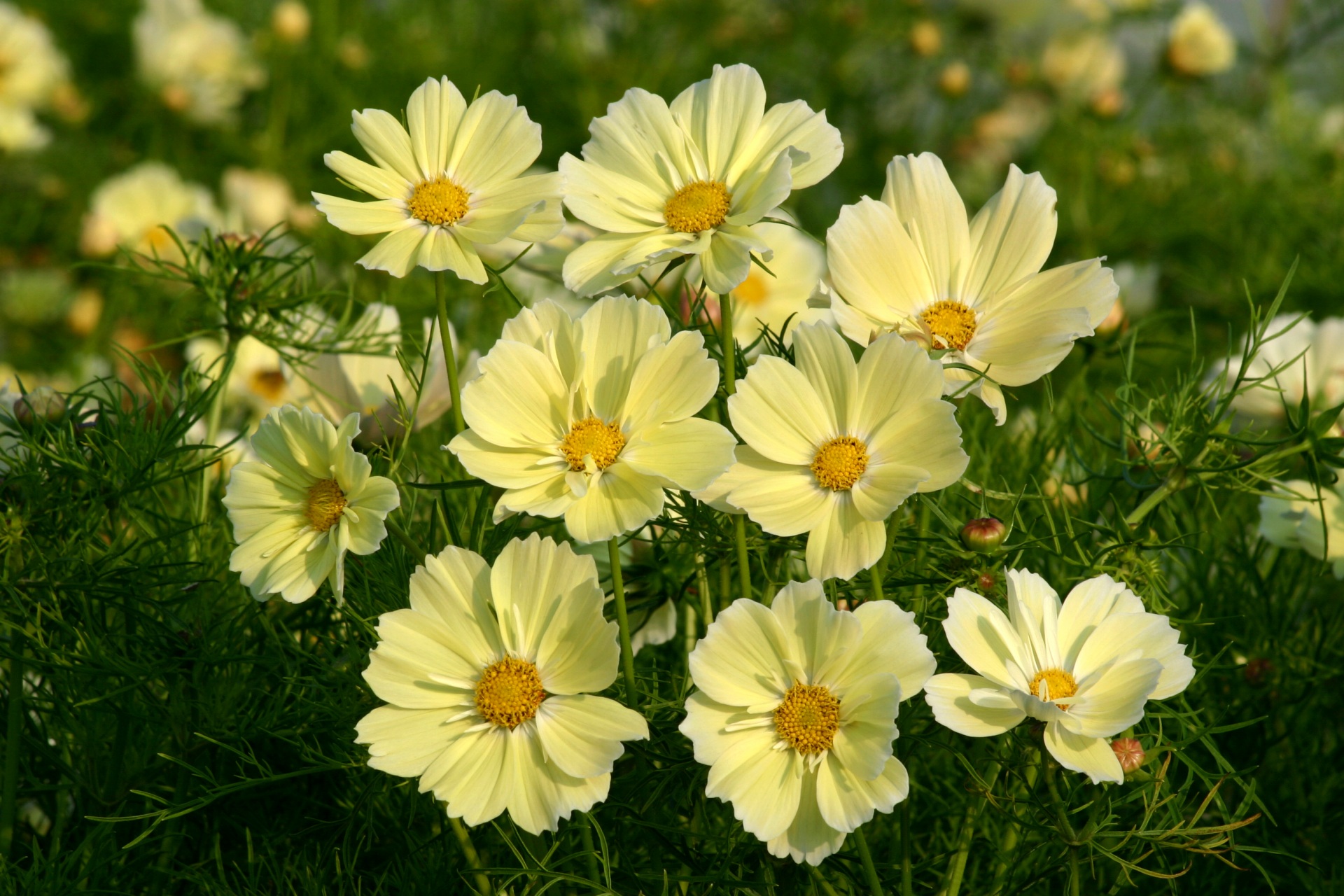 Free download wallpaper Flowers, Flower, Close Up, Earth, Cosmos, White Flower on your PC desktop