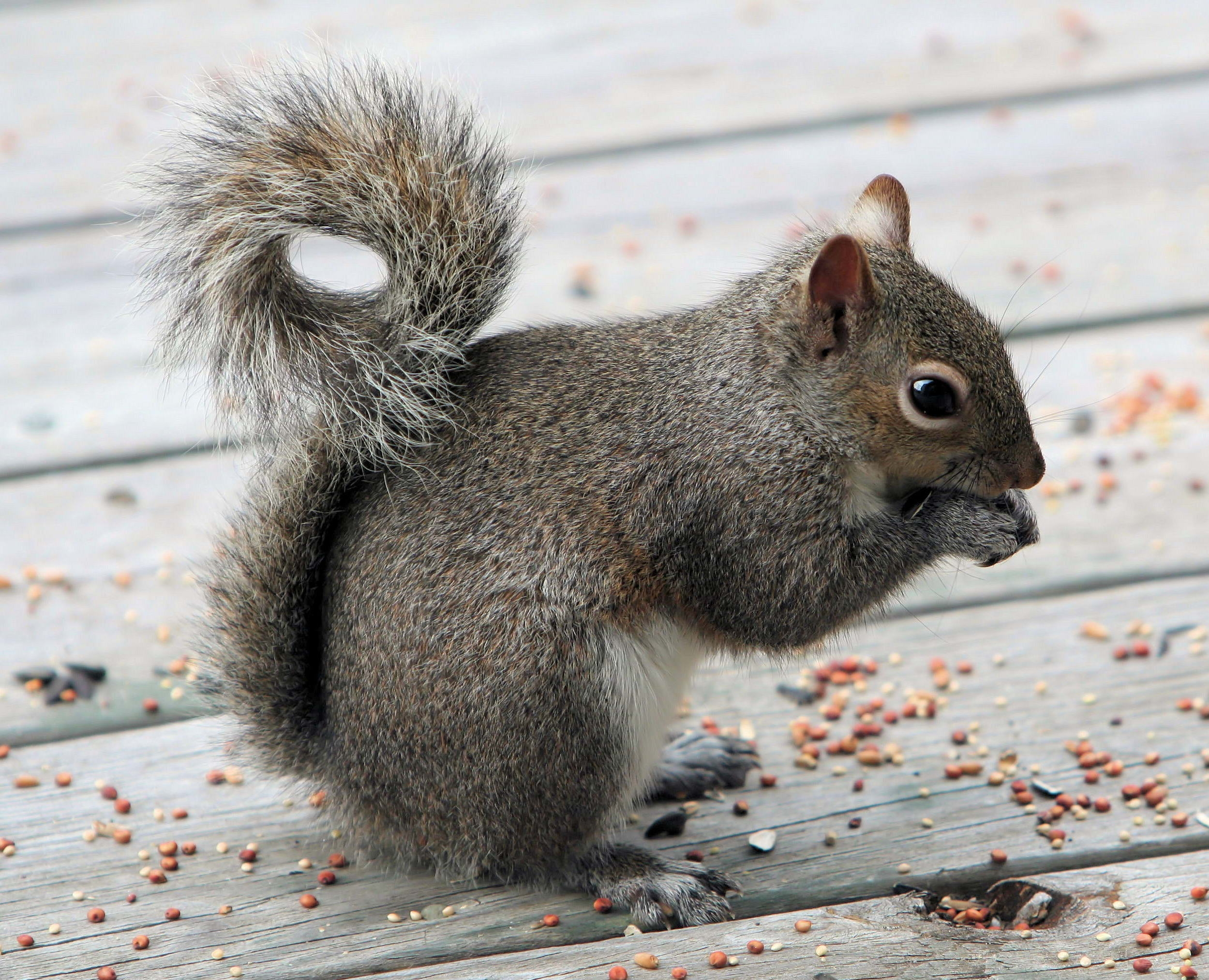 Download mobile wallpaper Tail, Animals, Food, Squirrel for free.