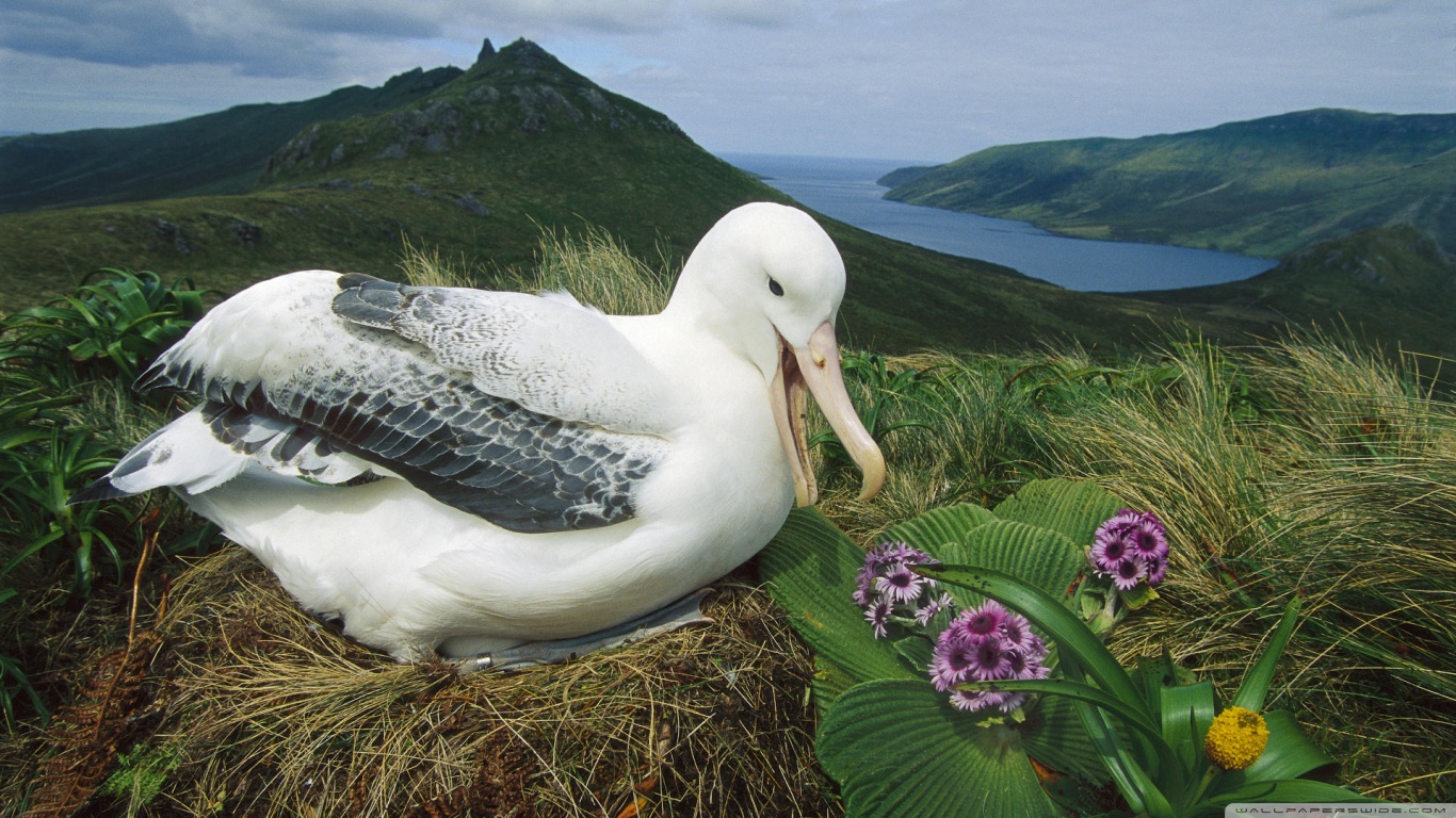 311500 descargar imagen animales, albatros, aves: fondos de pantalla y protectores de pantalla gratis