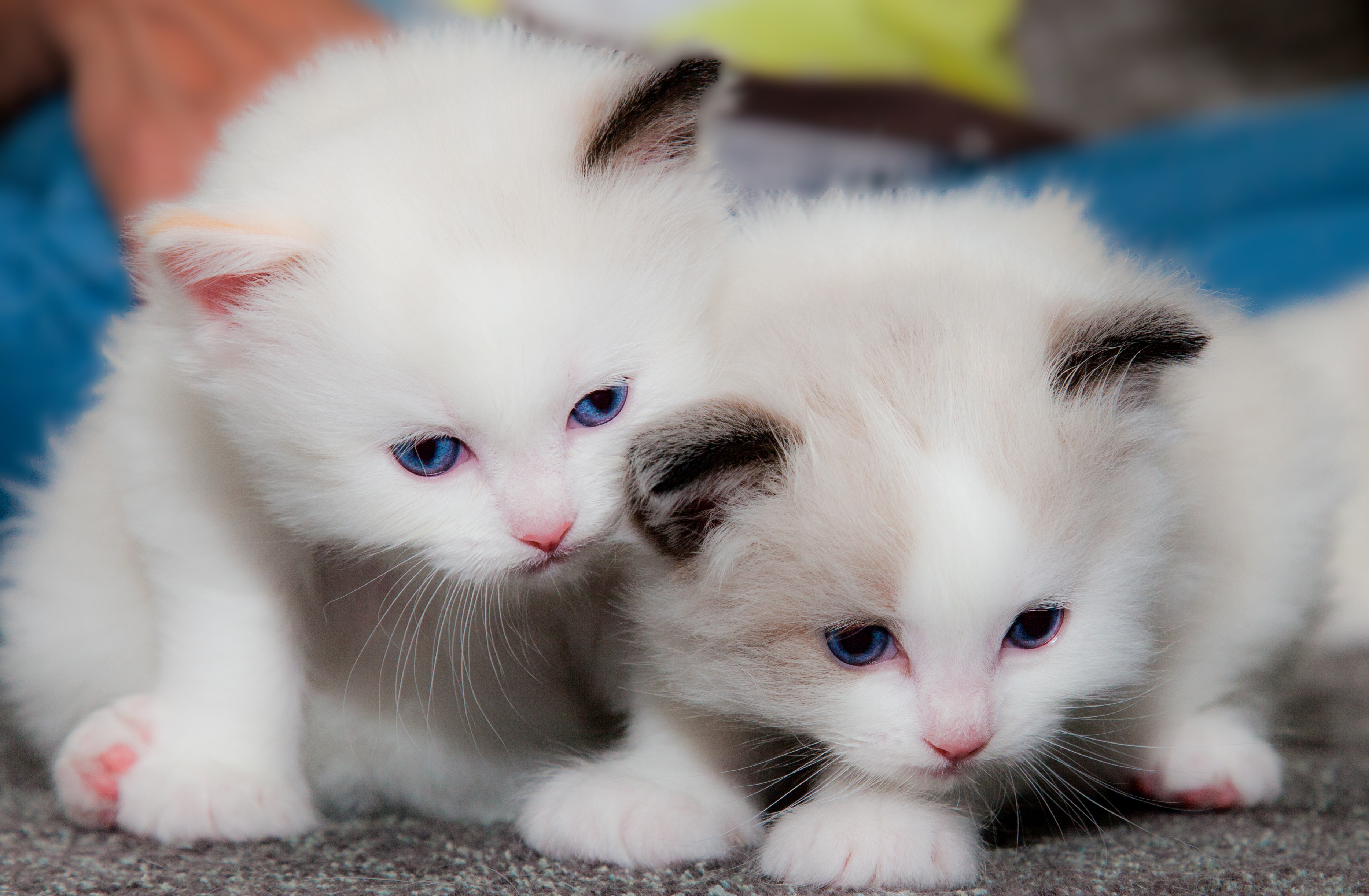 Download mobile wallpaper Cats, Cat, Kitten, Animal, Baby Animal for free.