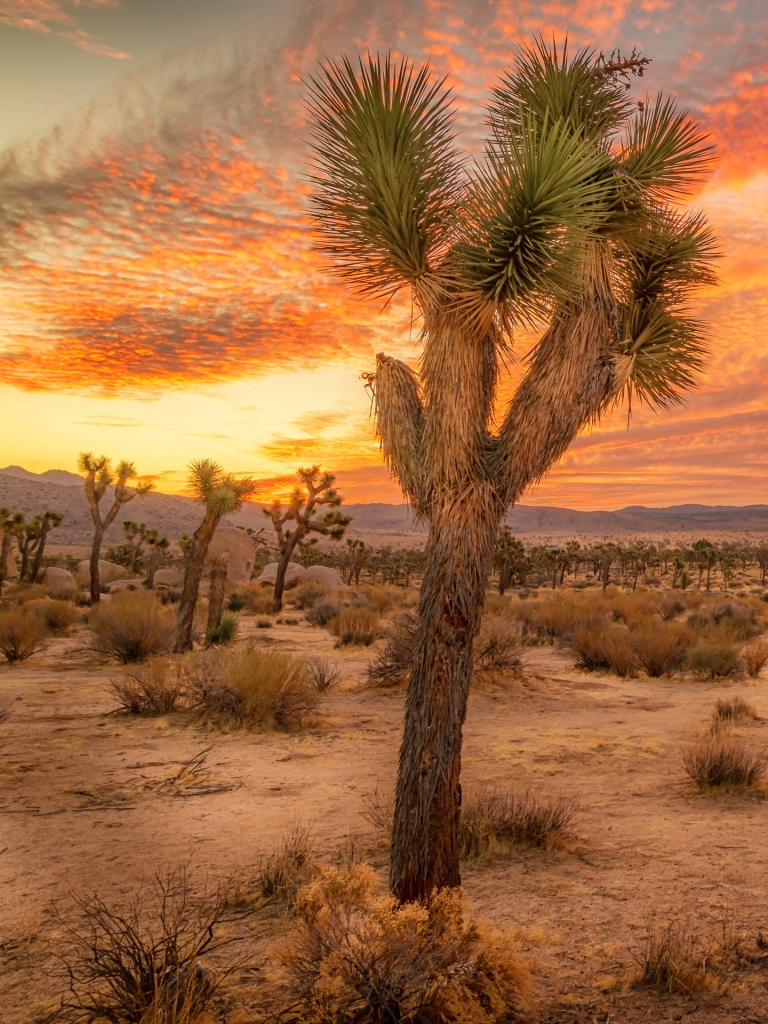 Download mobile wallpaper Landscape, Nature, Desert, Sunrise, Earth, California, Cloud, Joshua Tree National Park for free.