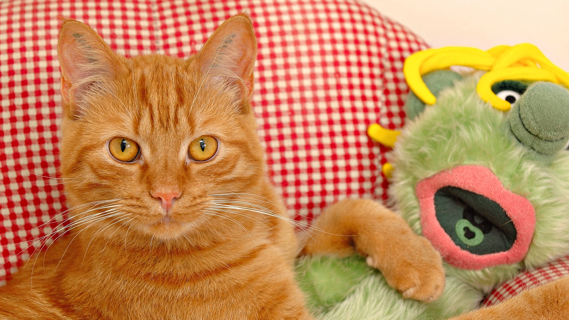 Laden Sie das Tiere, Katzen-Bild kostenlos auf Ihren PC-Desktop herunter