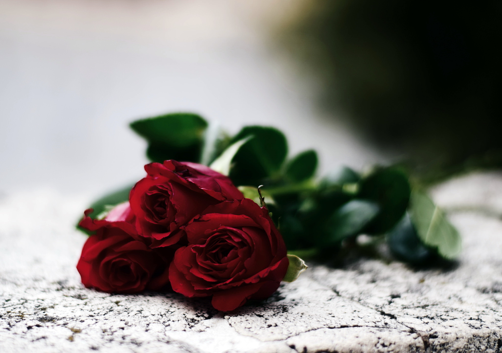 Download mobile wallpaper Nature, Flowers, Flower, Rose, Earth, Red Rose, Red Flower for free.