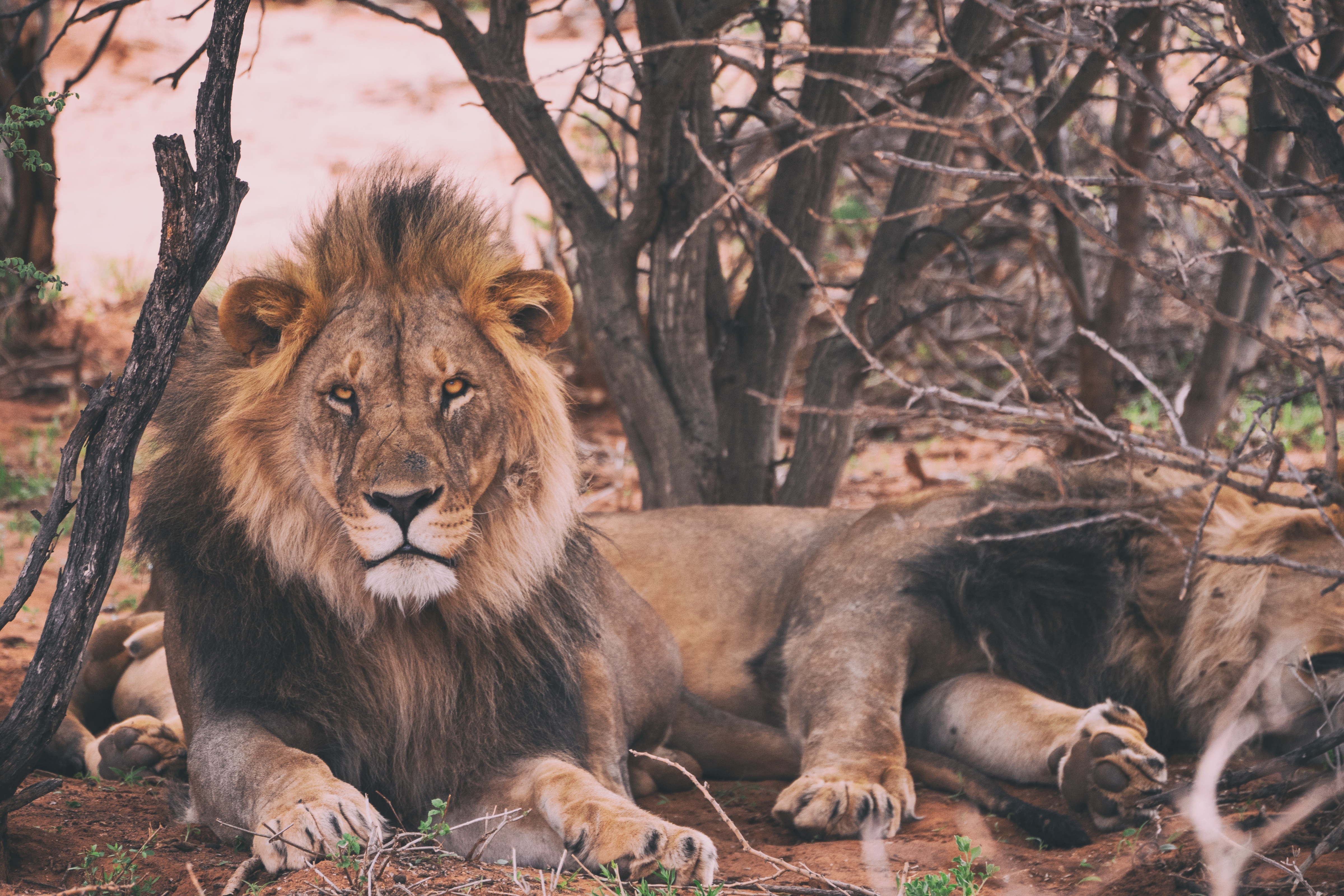 94715 descargar fondo de pantalla un leon, animales, mentiras, león, depredador, rey de las bestias: protectores de pantalla e imágenes gratis