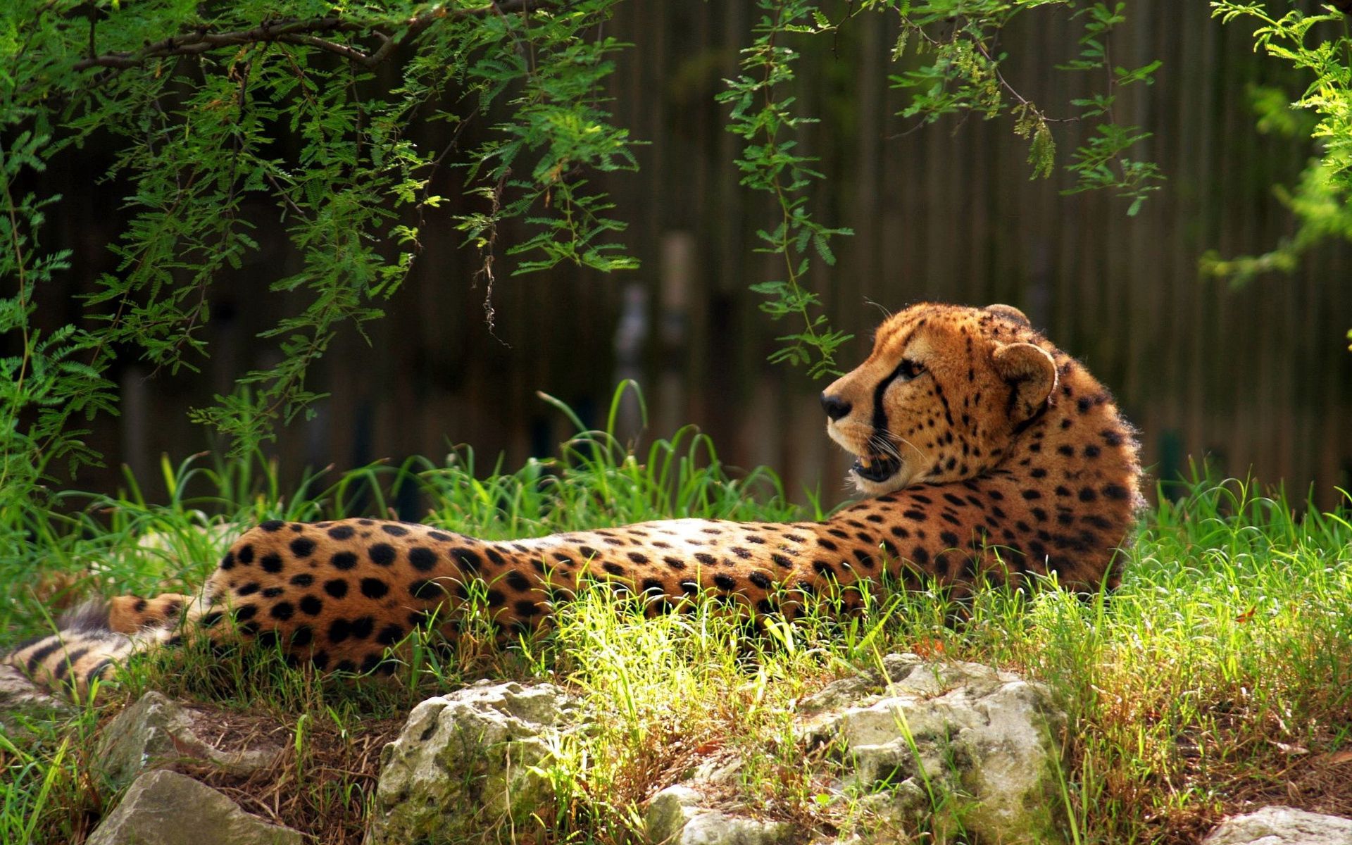 Full HD Wallpaper spotted, cheetah, animals, grass, spotty, big cat