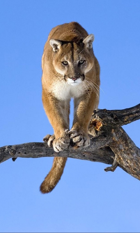 Download mobile wallpaper Cats, Animal, Cougar for free.