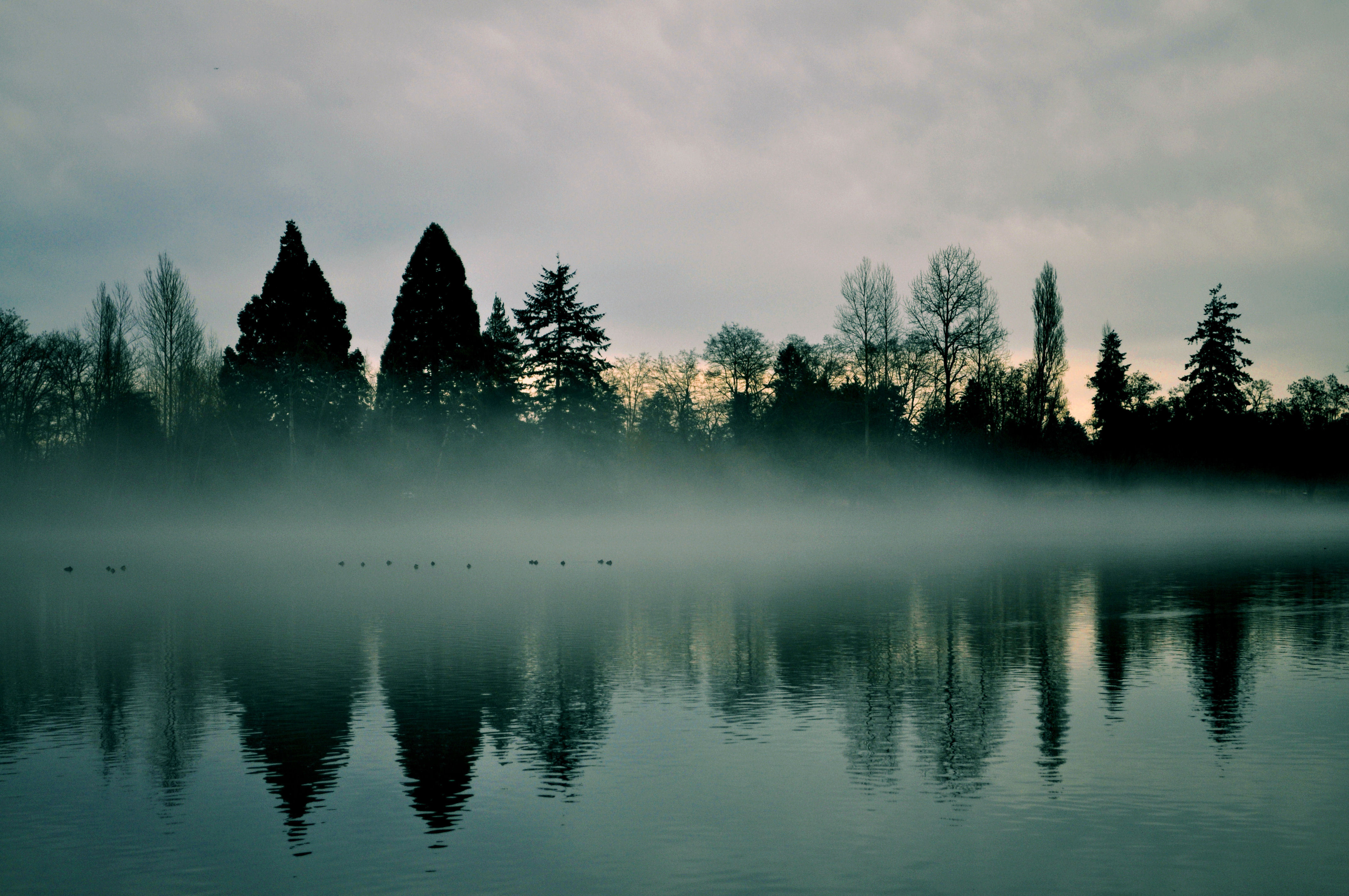 Download mobile wallpaper Trees, Rivers, Reflection, Fog, Nature for free.