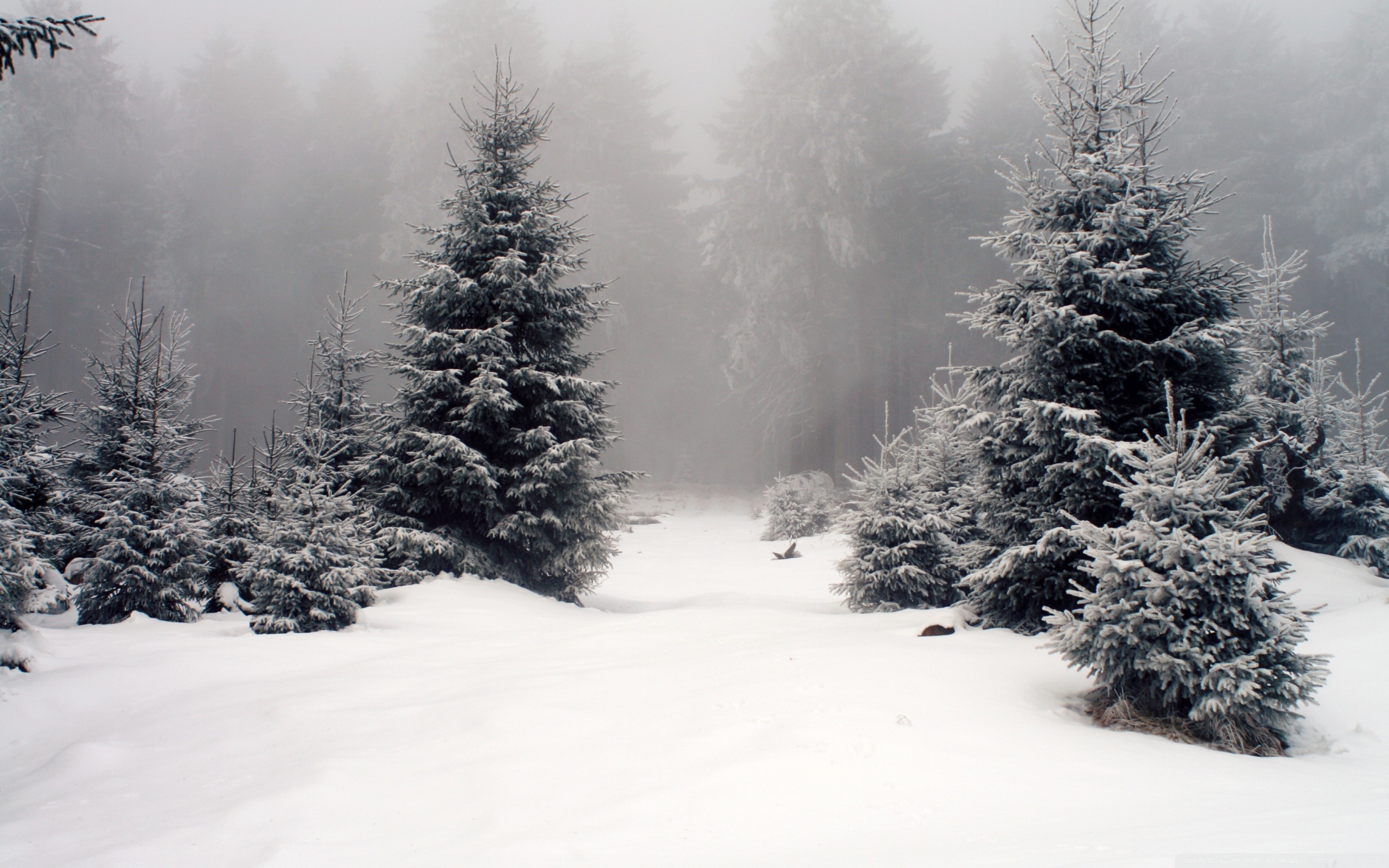 27045 Bild herunterladen landschaft, winter, bäume, schnee, tannenbaum, grau - Hintergrundbilder und Bildschirmschoner kostenlos