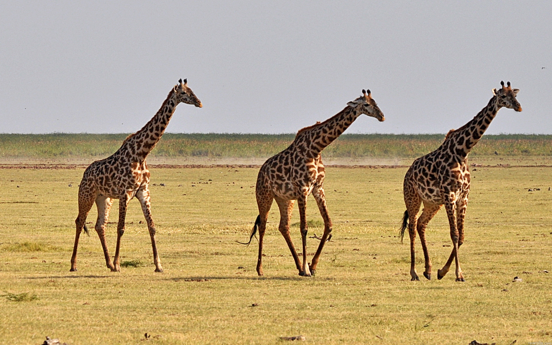 534791 скачать картинку животные, жирафа - обои и заставки бесплатно