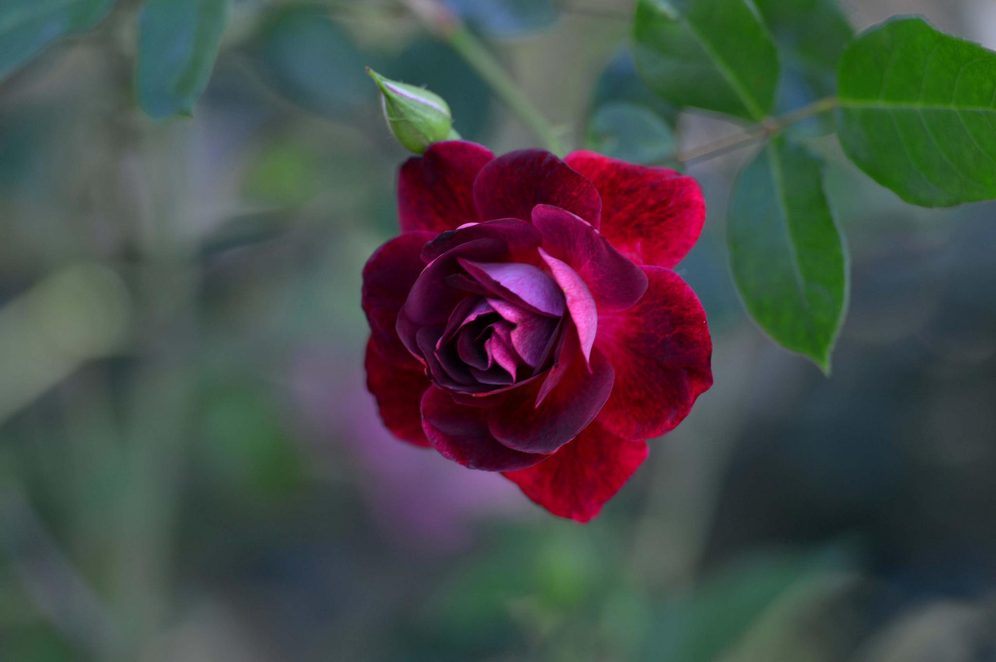 Скачать картинку Цветок, Роза, Красная Роза, Красный Цветок, Земля/природа, Флауэрсы в телефон бесплатно.