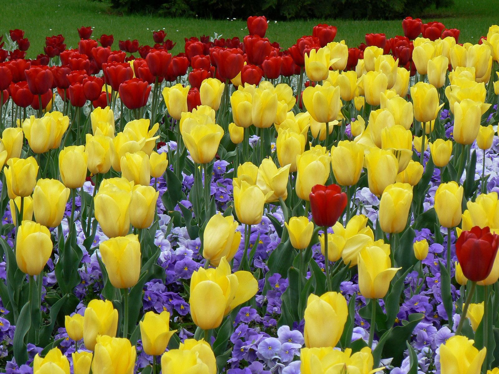 141668 descargar imagen flores, tulipanes, el parque, parque, belleza, cama de flores, parterre, césped: fondos de pantalla y protectores de pantalla gratis