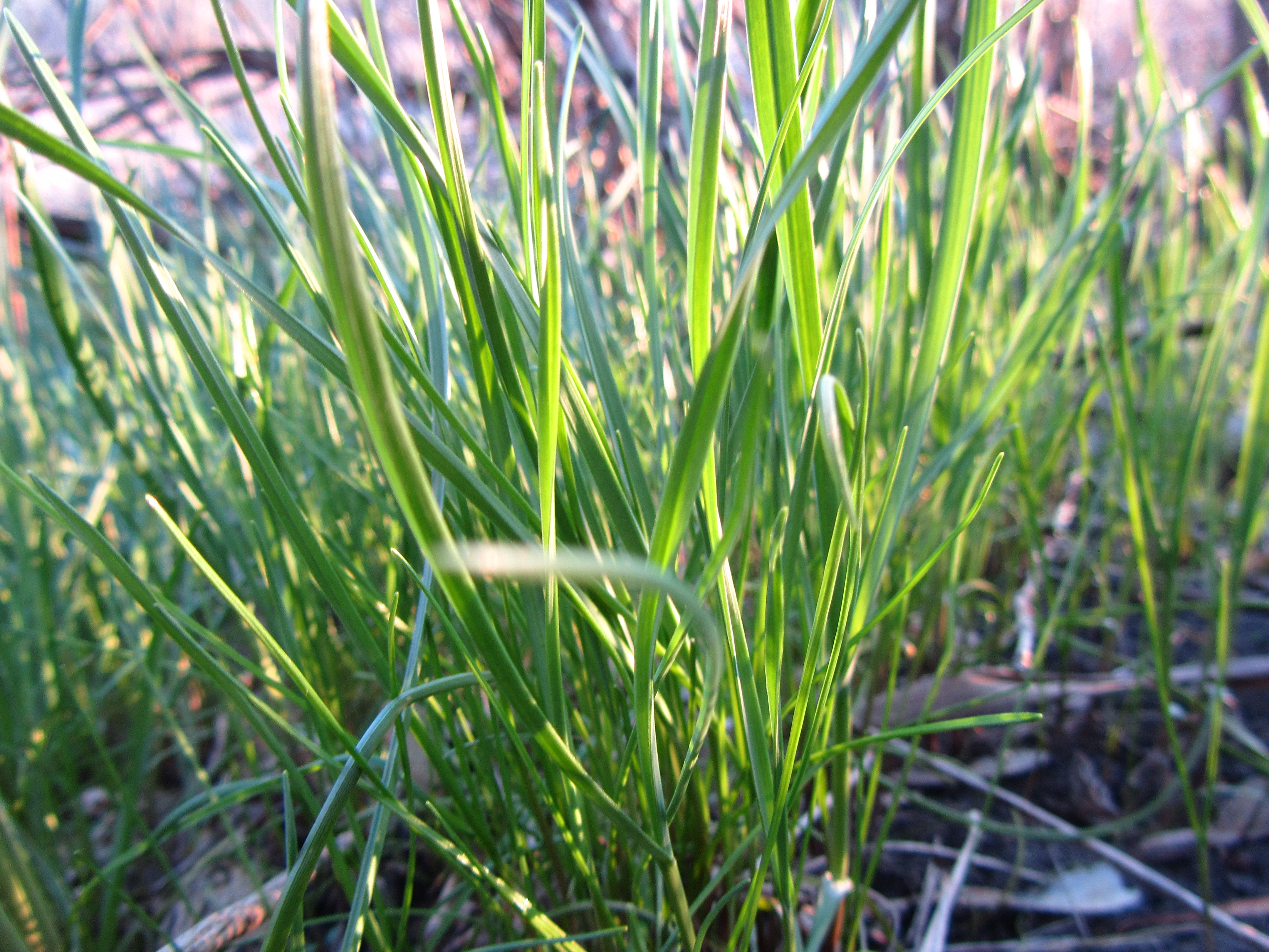 Desktop Backgrounds Grass 